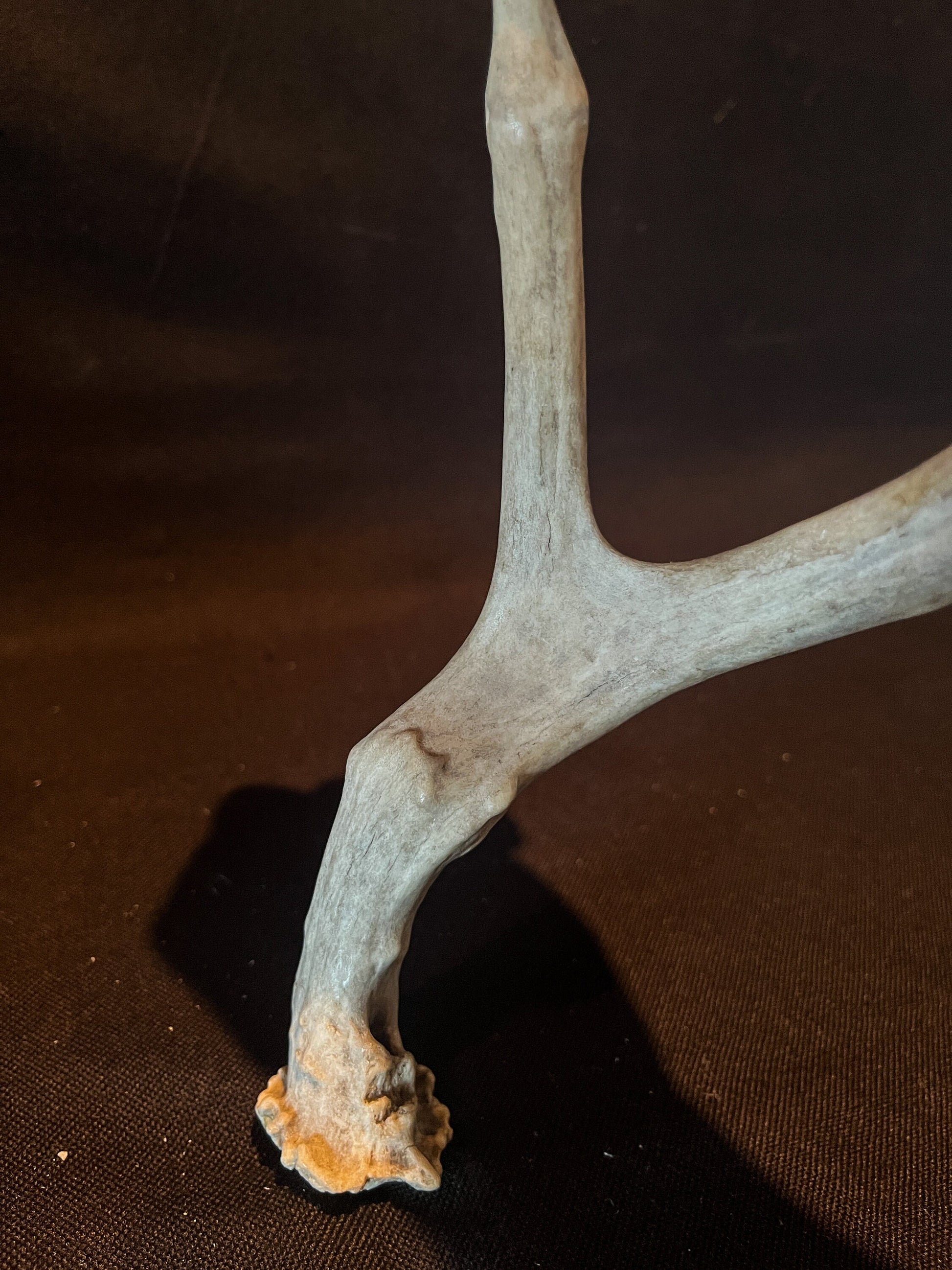 Unique Deer Antler. Deer Antler Collectable, Decor Piece. Bone, Wild, Old, Item.