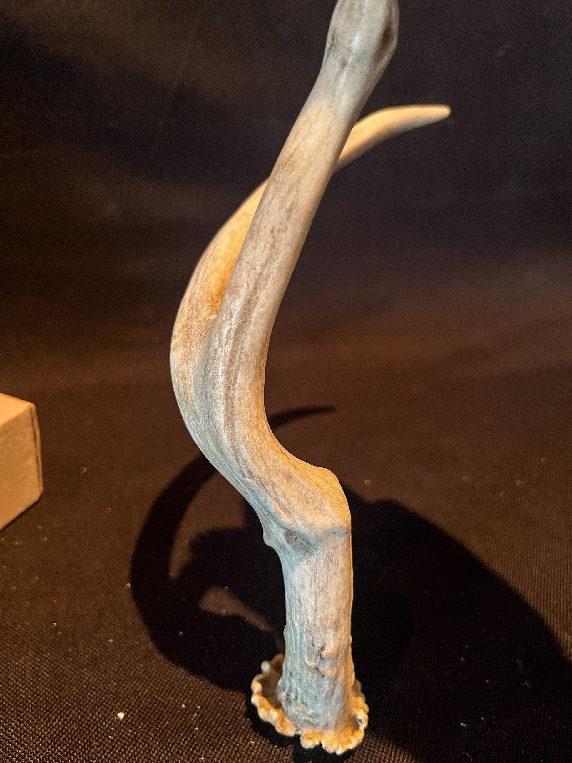 Unique Deer Antler. Deer Antler Collectable, Decor Piece. Bone, Wild, Old, Item.