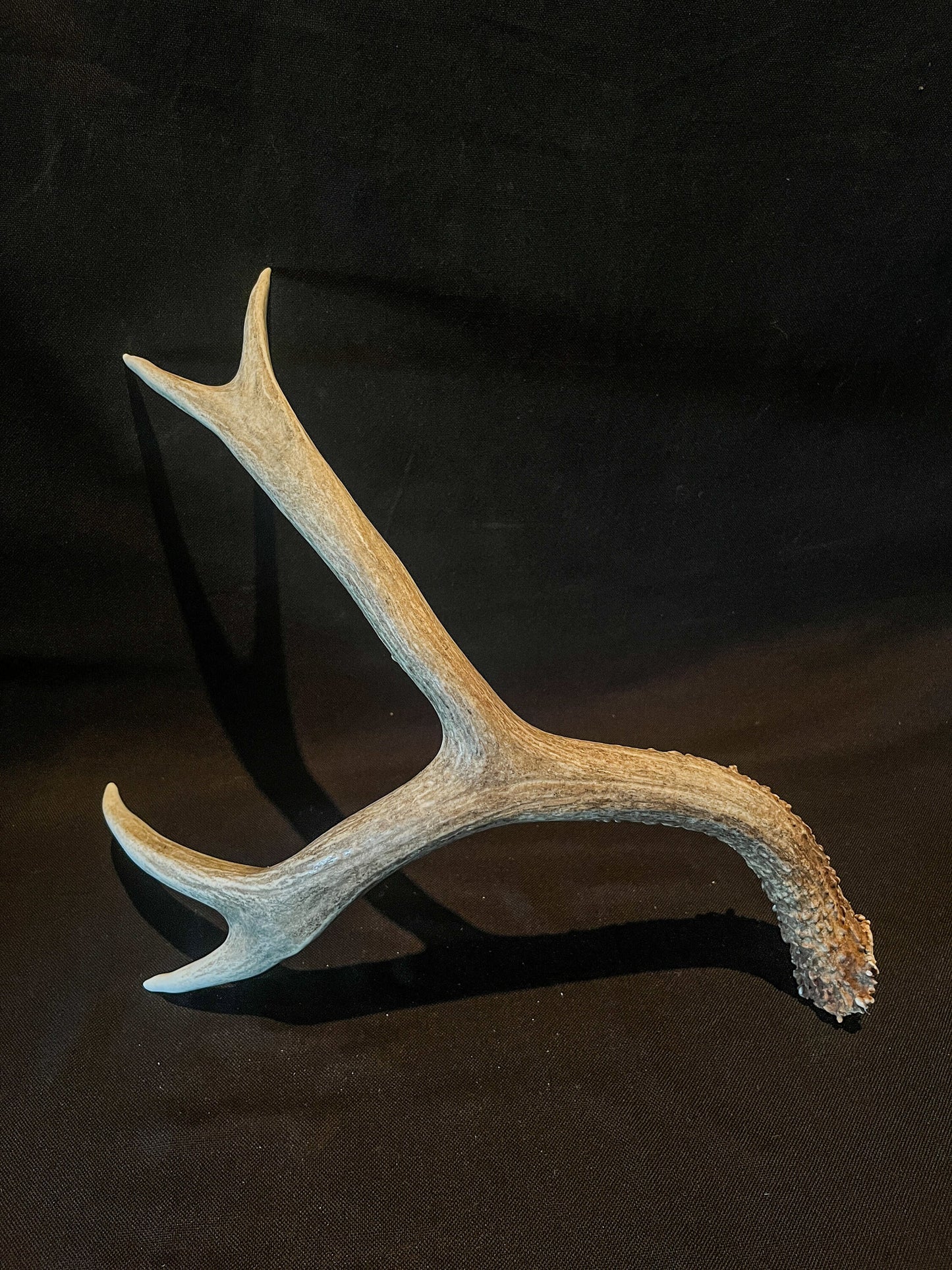 Deer antler - Large Mule deer. Beautiful rustic decor item. Elegant and fresh antler with unique base texture and burrs. Crafting and decor