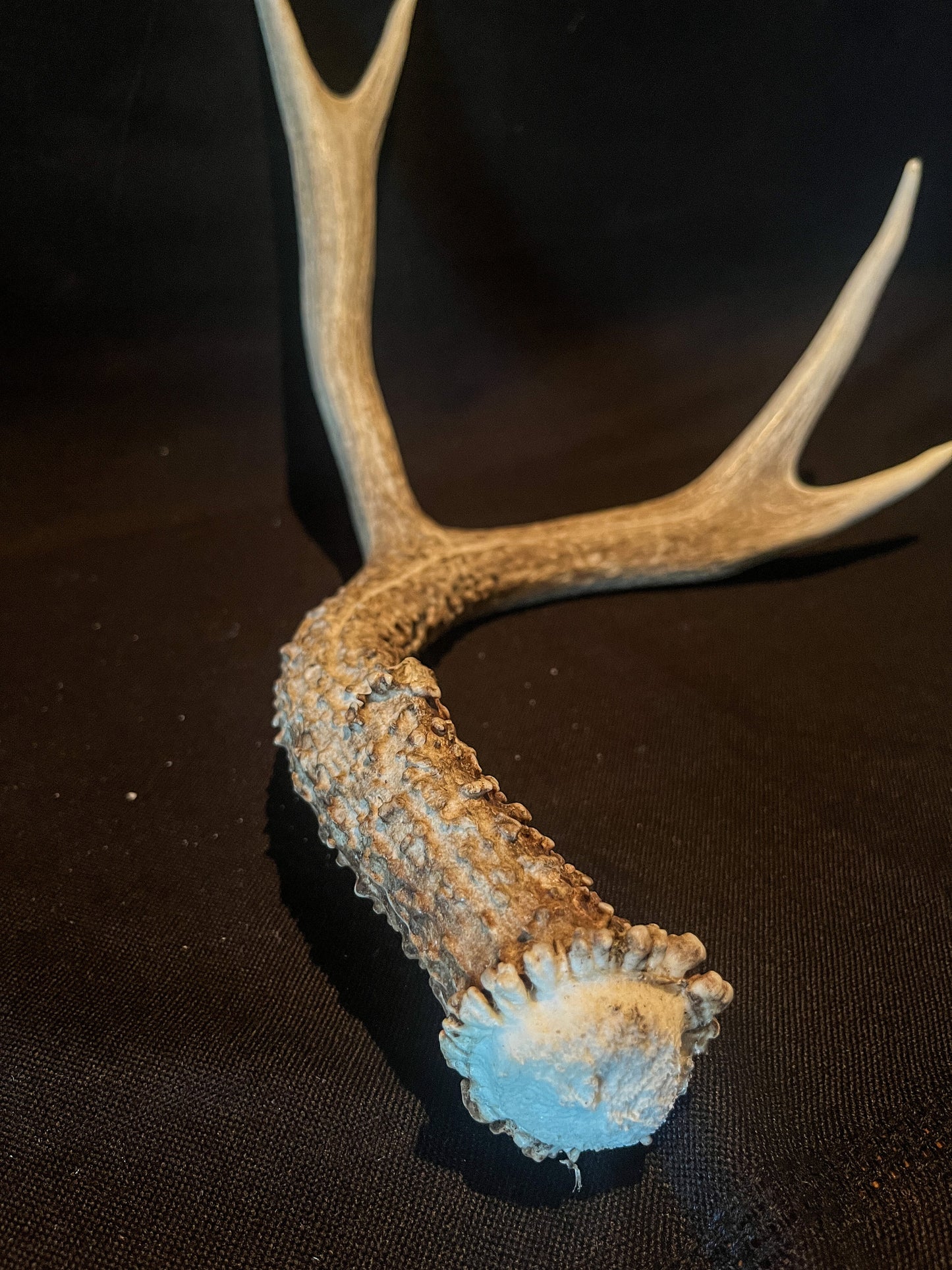 Deer antler - Large Mule deer. Beautiful rustic decor item. Elegant and fresh antler with unique base texture and burrs. Crafting and decor