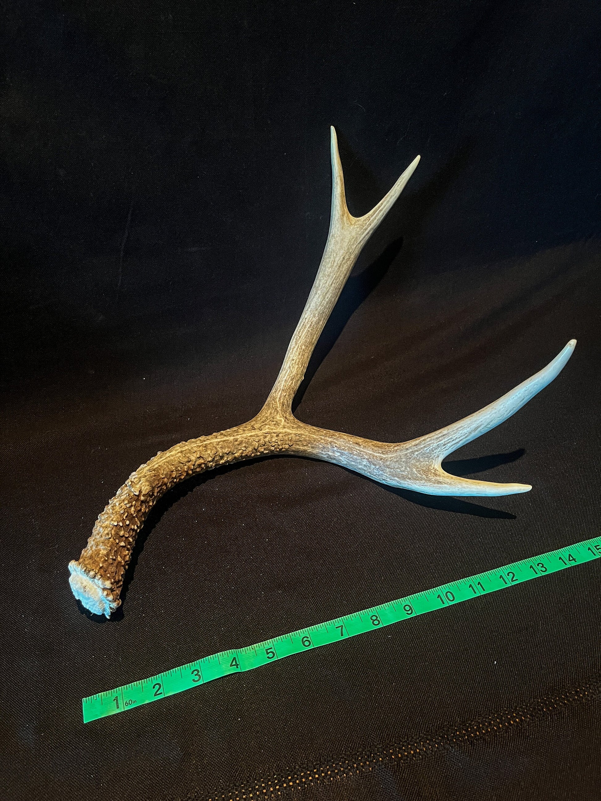 Deer antler - Large Mule deer. Beautiful rustic decor item. Elegant and fresh antler with unique base texture and burrs. Crafting and decor