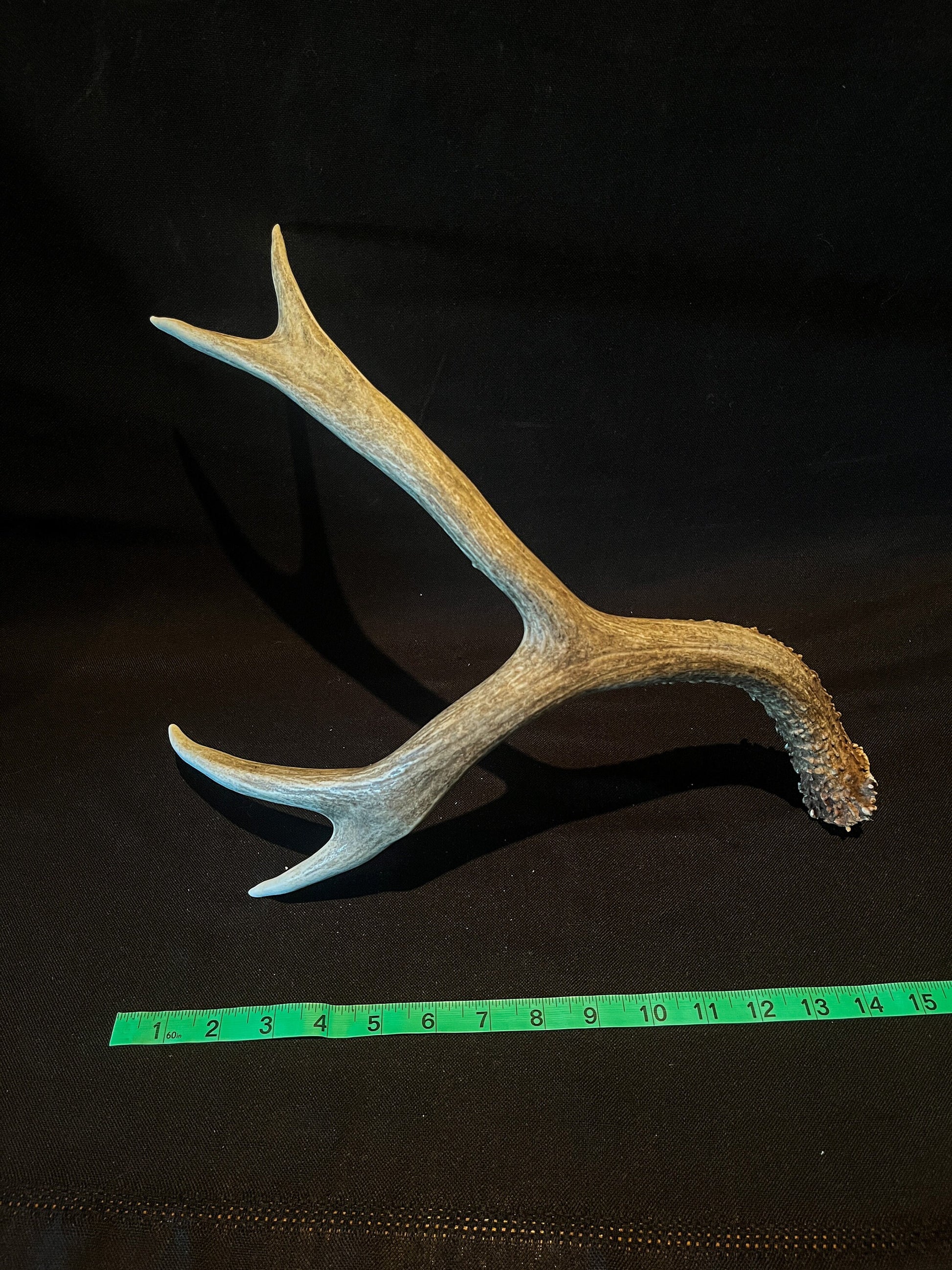 Deer antler - Large Mule deer. Beautiful rustic decor item. Elegant and fresh antler with unique base texture and burrs. Crafting and decor