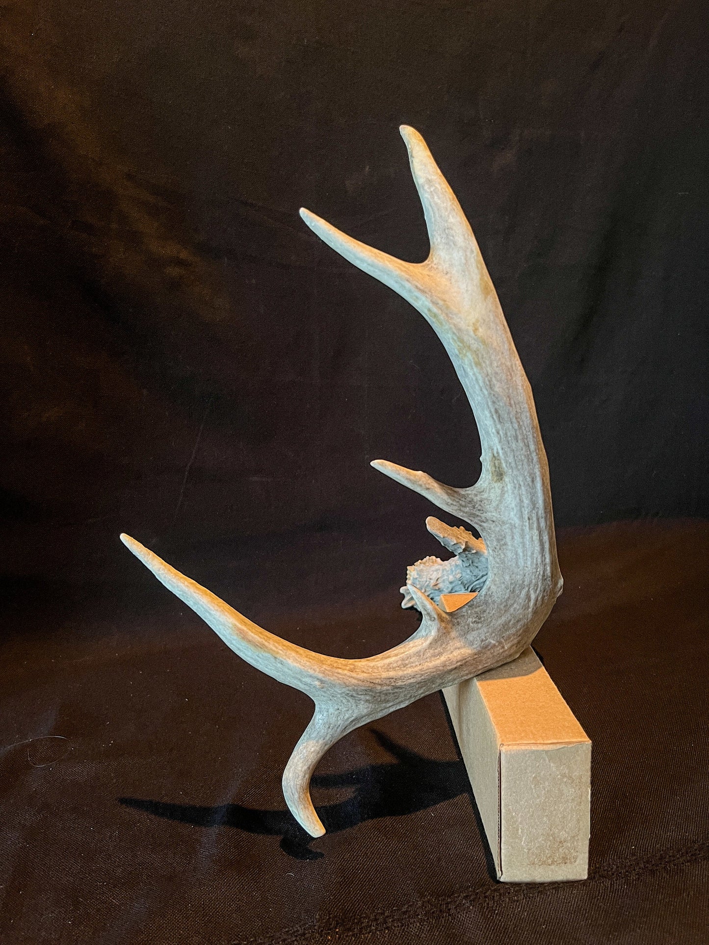 Mule deer antler. Extra funky antler - For rustic style decor, centrepiece, crafting and more!