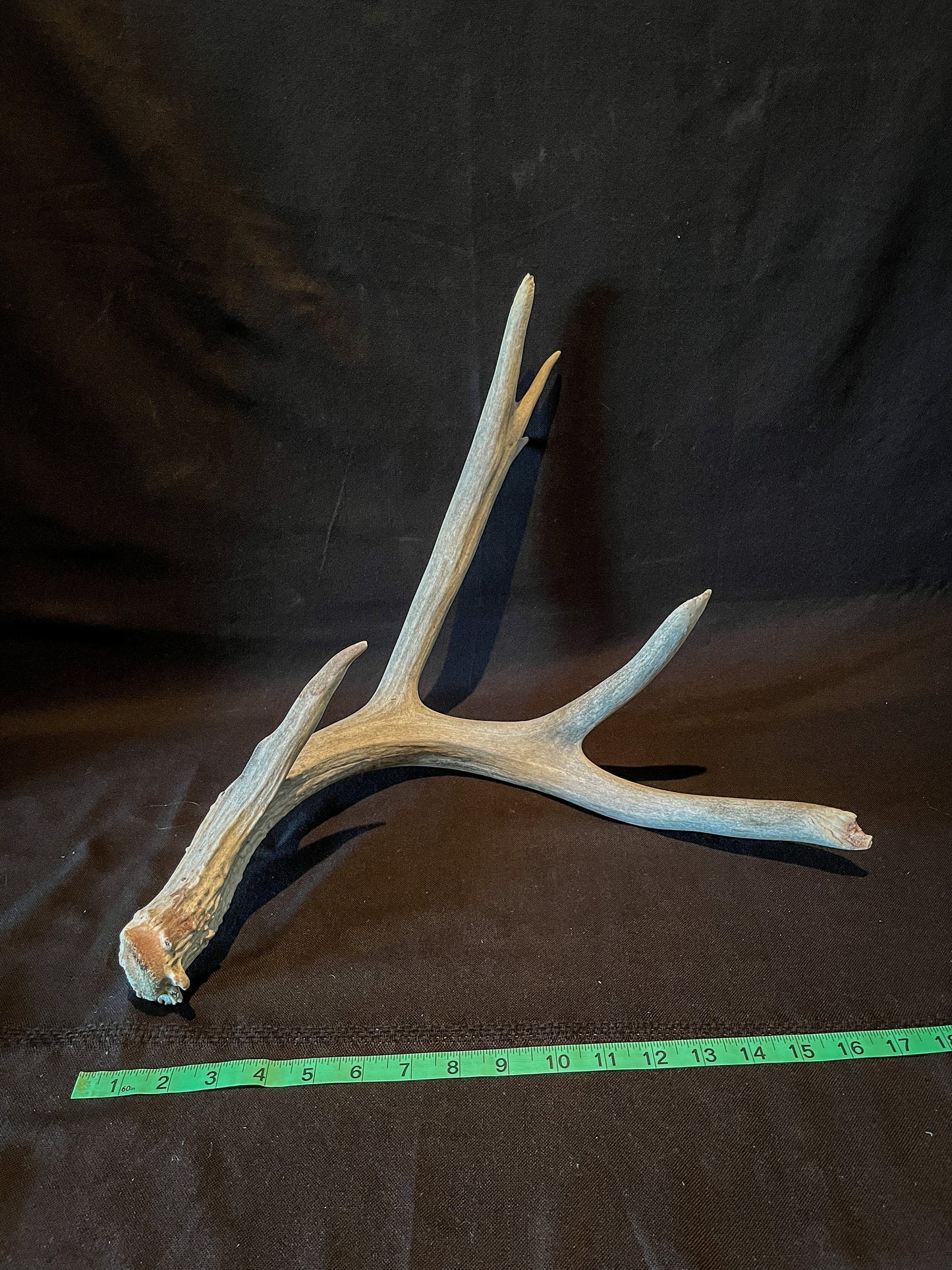 Deer Antler - Huge deer Antler. Beautiful nature-themed decor piece.