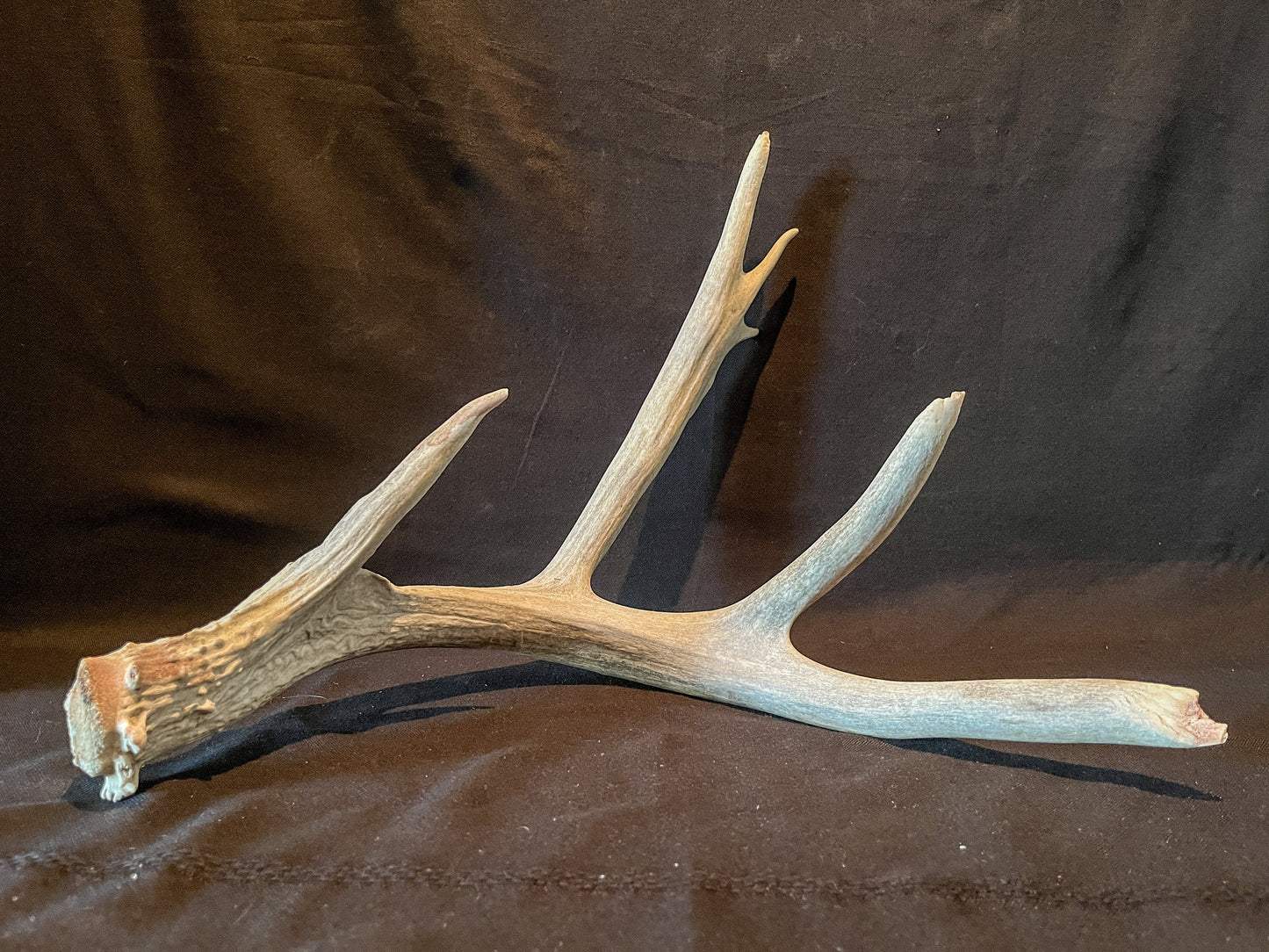 Huge deer Antler. For Crafting, Cabin Decor and More
