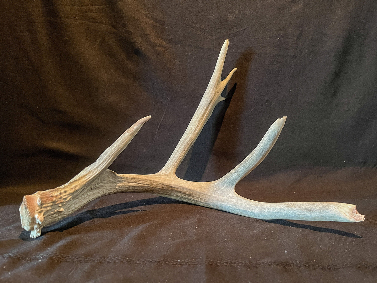 Huge deer Antler. For Crafting, Cabin Decor and More