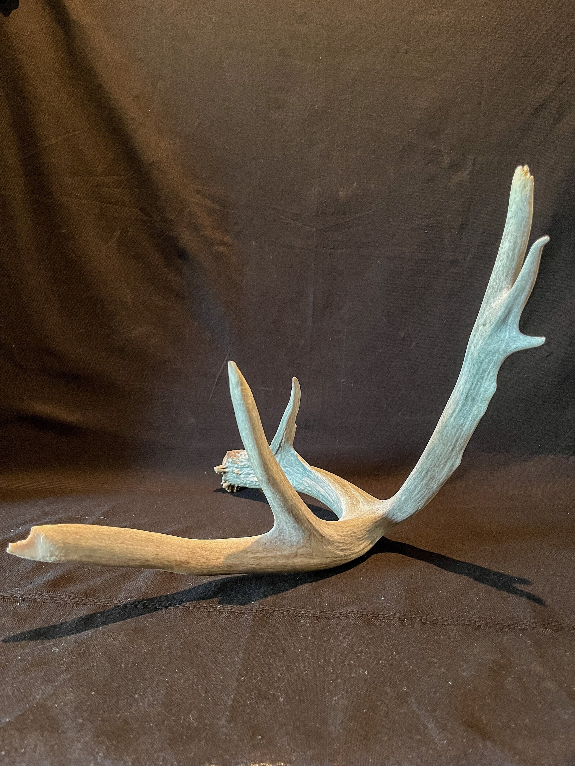 Deer Antler - Huge deer Antler. Beautiful nature-themed decor piece.