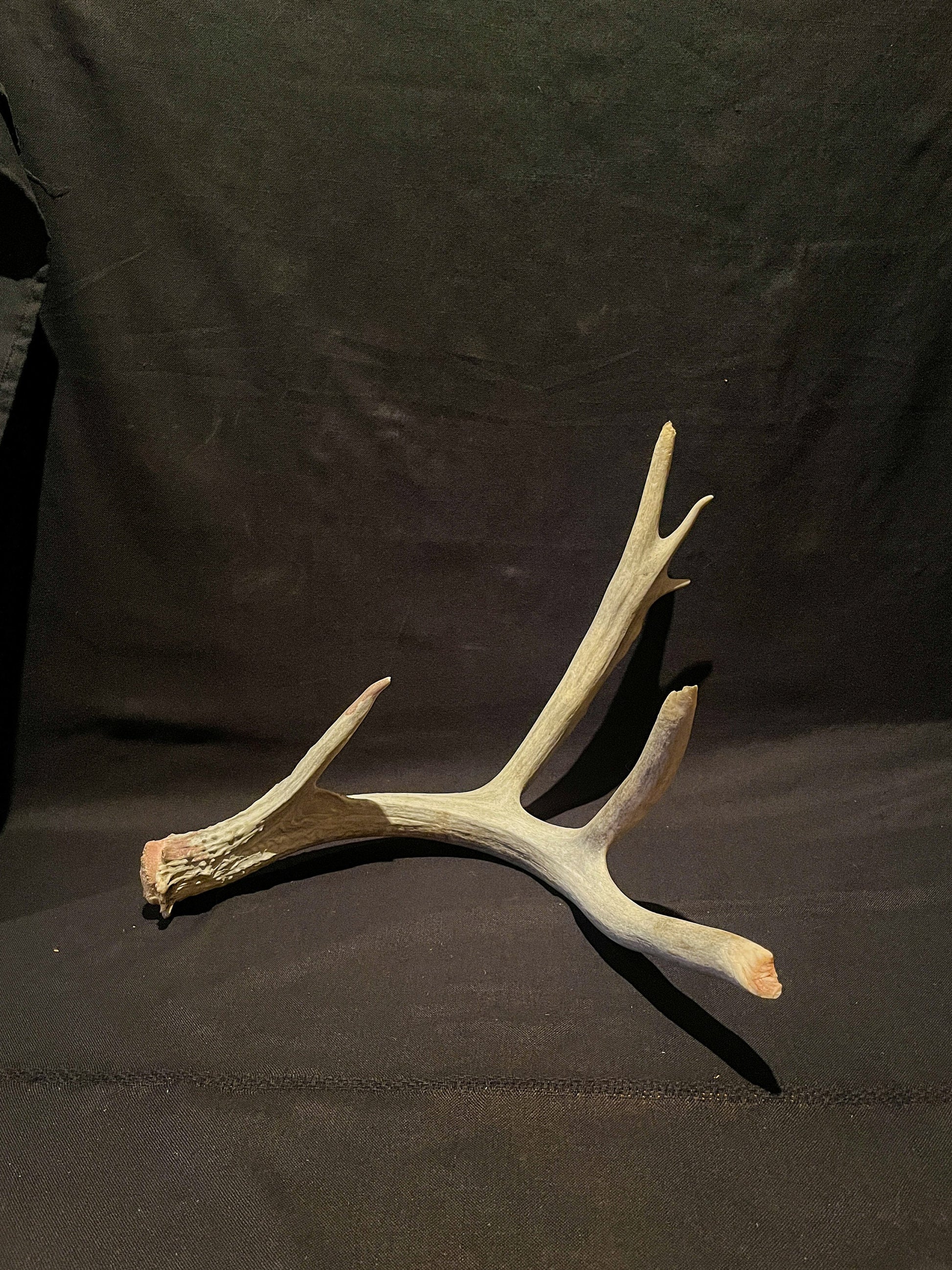 Deer Antler - Huge deer Antler. Beautiful nature-themed decor piece.