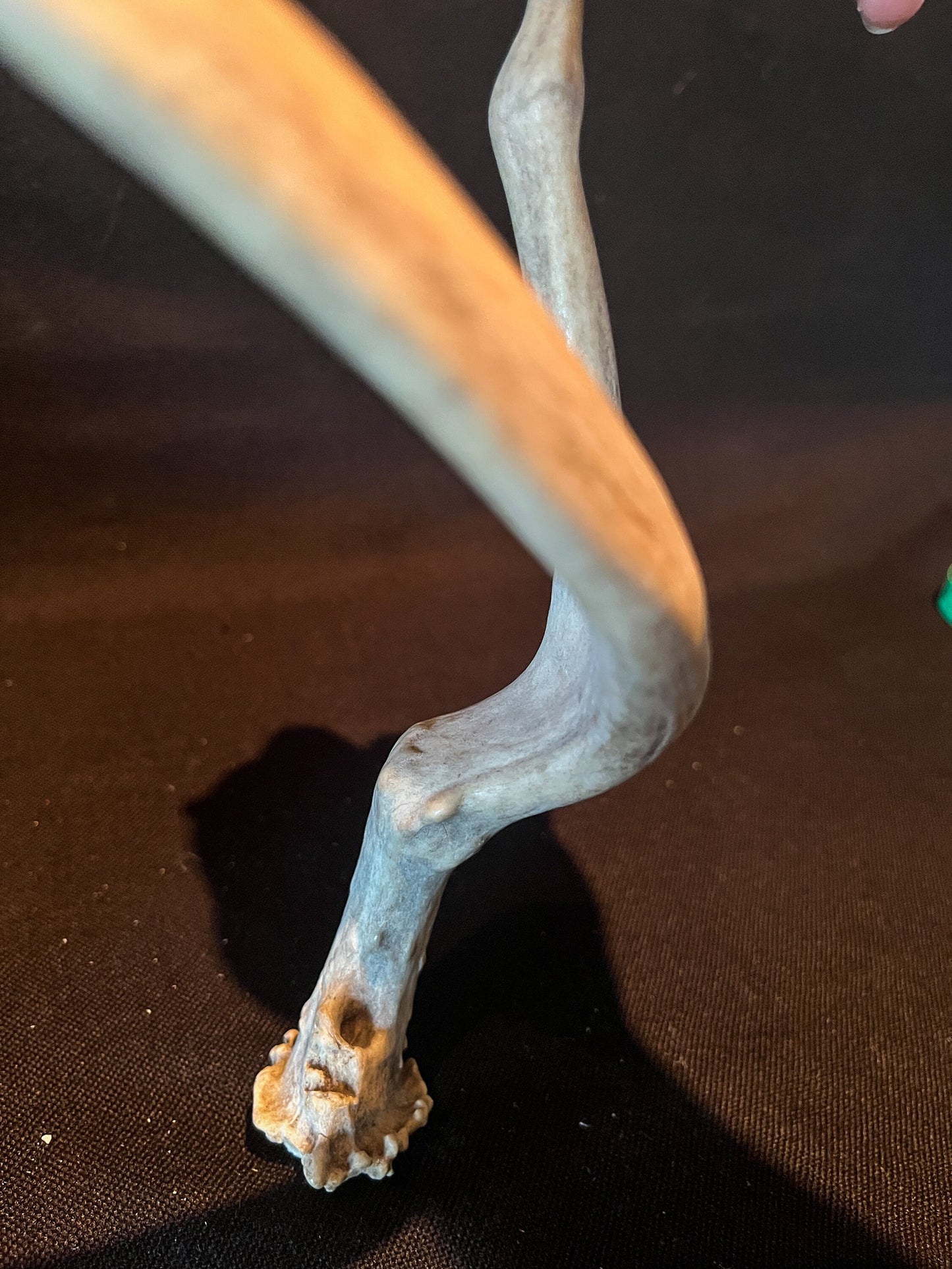 Unique Deer Antler. Deer Antler Collectable, Decor Piece. Bone, Wild, Old, Item.