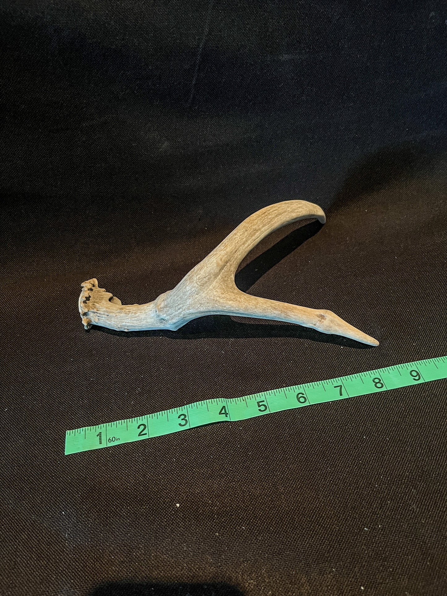 Unique Deer Antler. Deer Antler Collectable, Decor Piece. Bone, Wild, Old, Item.