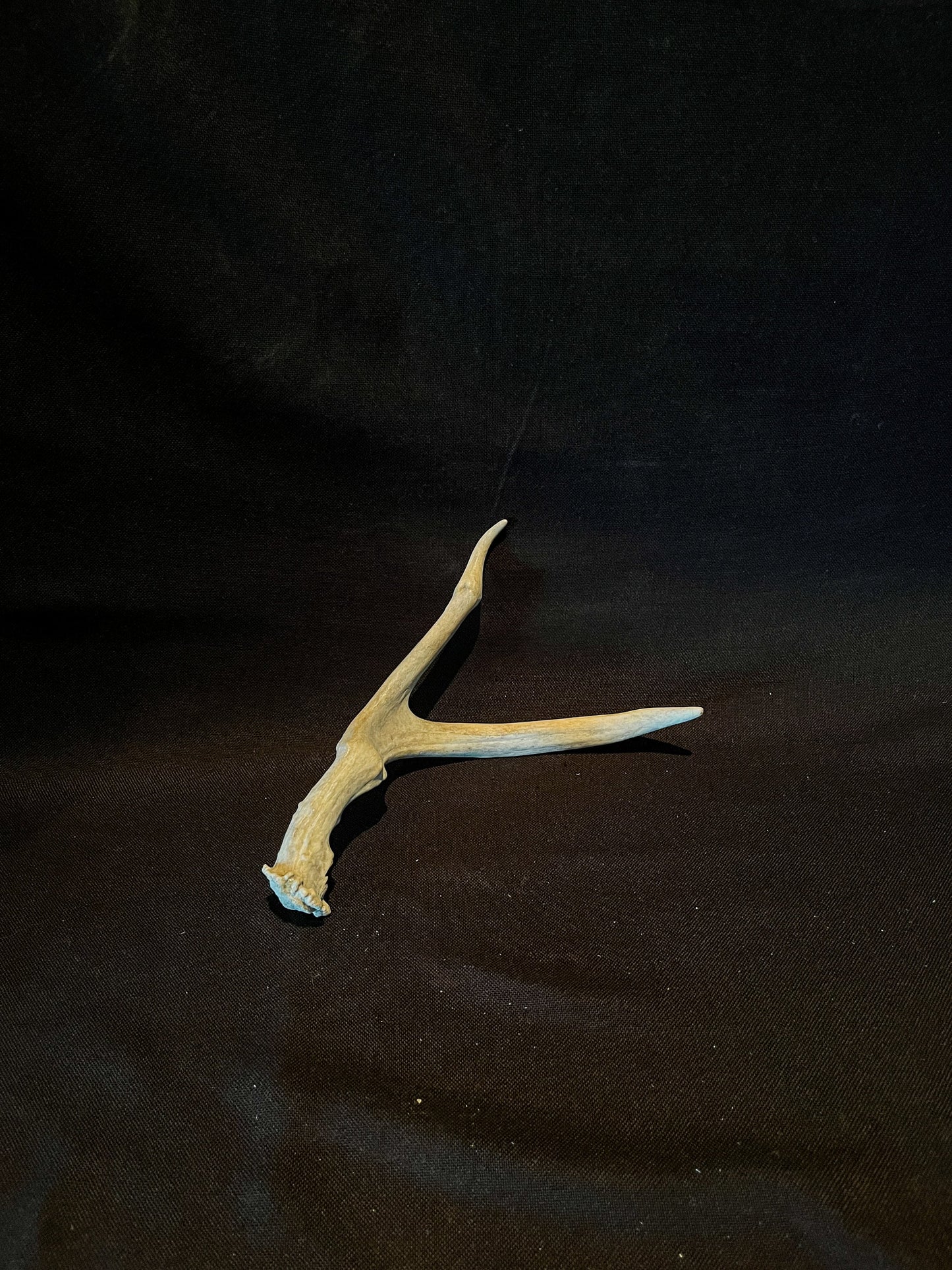 Unique Deer Antler. Deer Antler Collectable, Decor Piece. Bone, Wild, Old, Item.