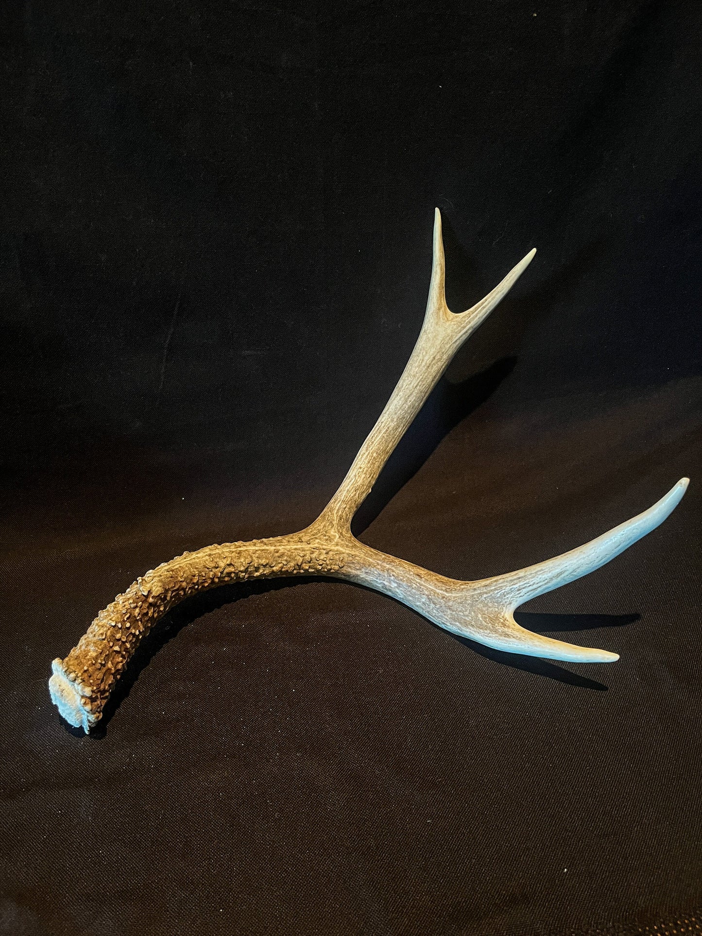 Deer antler - Large Mule deer. Beautiful rustic decor item. Elegant and fresh antler with unique base texture and burrs. Crafting and decor