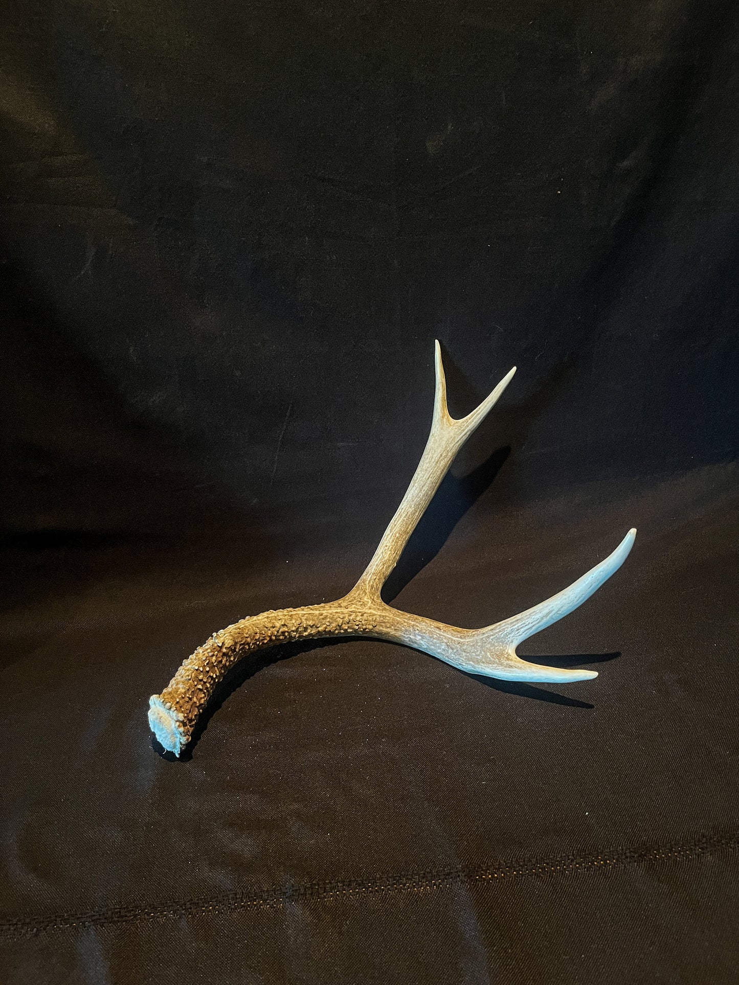 Deer antler - Large Mule deer. Beautiful rustic decor item. Elegant and fresh antler with unique base texture and burrs. Crafting and decor