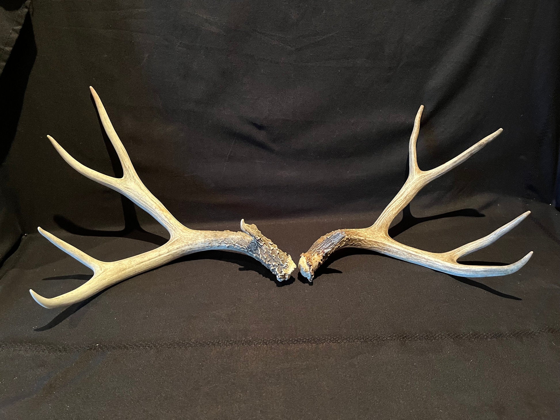 Deer Antlers! Mule deer. Classic Northern Canada Mule Deer Antlers. Horns, Crafting. Decor