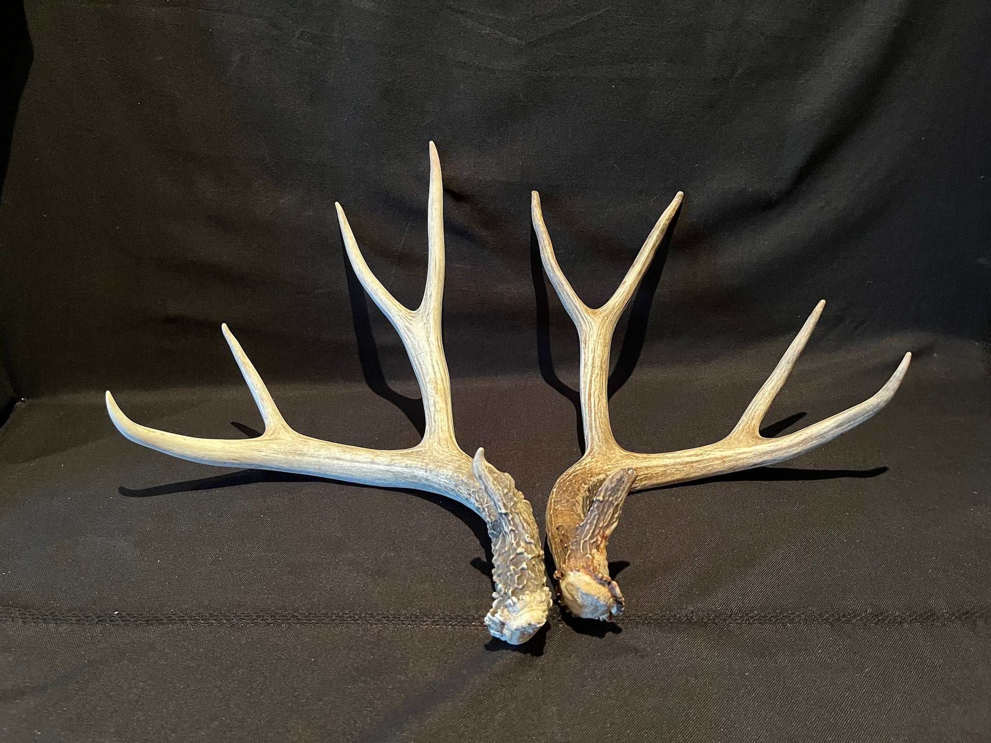 Deer Antlers! Mule deer. Classic Northern Canada Mule Deer Antlers. Horns, Crafting. Decor