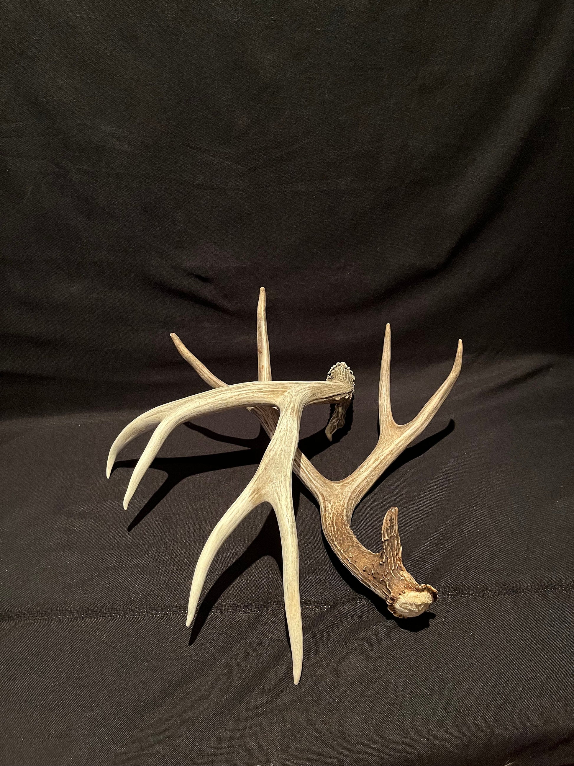 Deer Antlers! Mule deer. Classic Northern Canada Mule Deer Antlers. Horns, Crafting. Decor