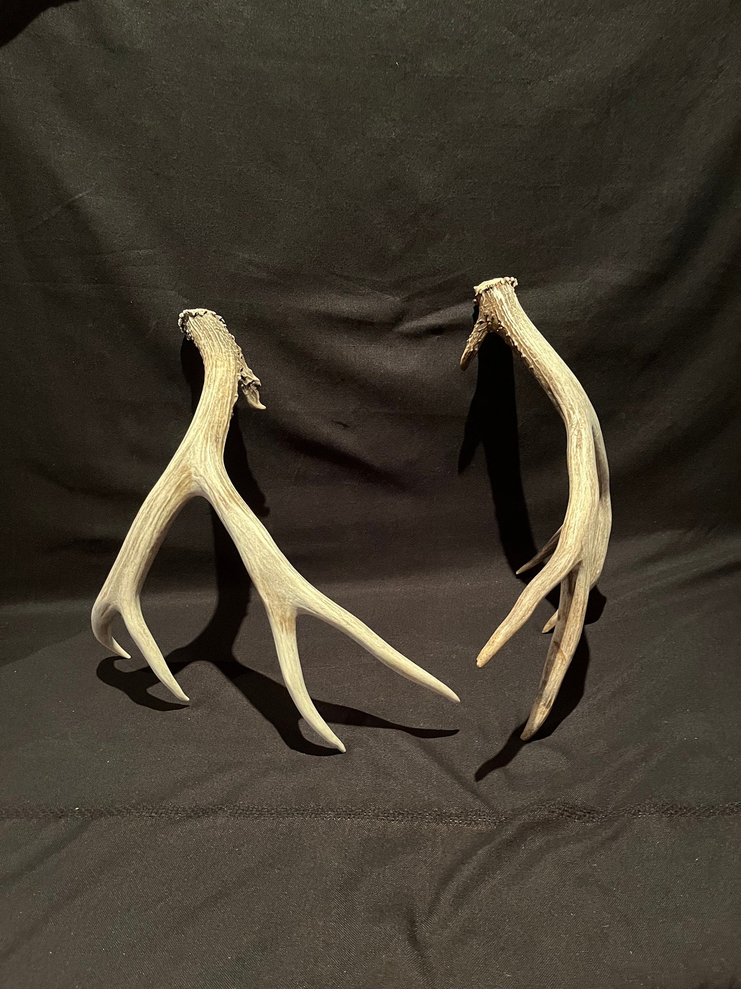 Deer Antlers! Mule deer. Classic Northern Canada Mule Deer Antlers. Horns, Crafting. Decor