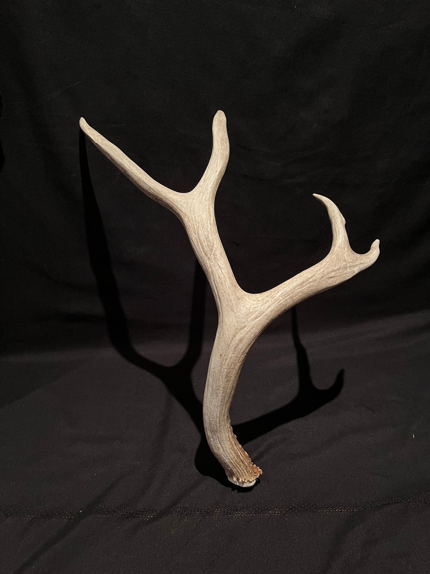 Deer Antler. Mule Deer Antler. Cabin. Rustic style decoration and crafting!