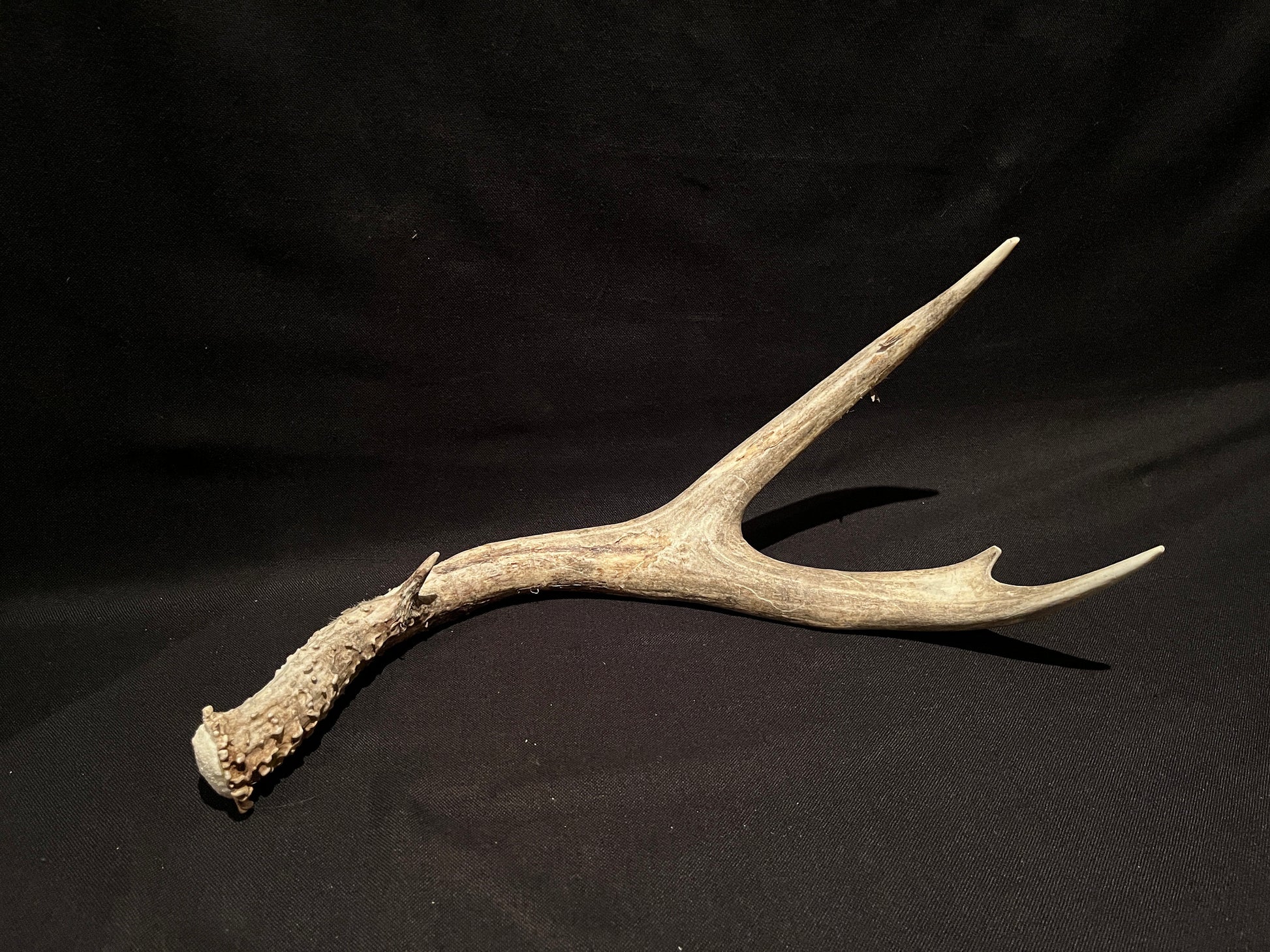 Scarred Mule deer Antler With Velvet. Decoration. Crafting. Canadian Deer Antler/Horn