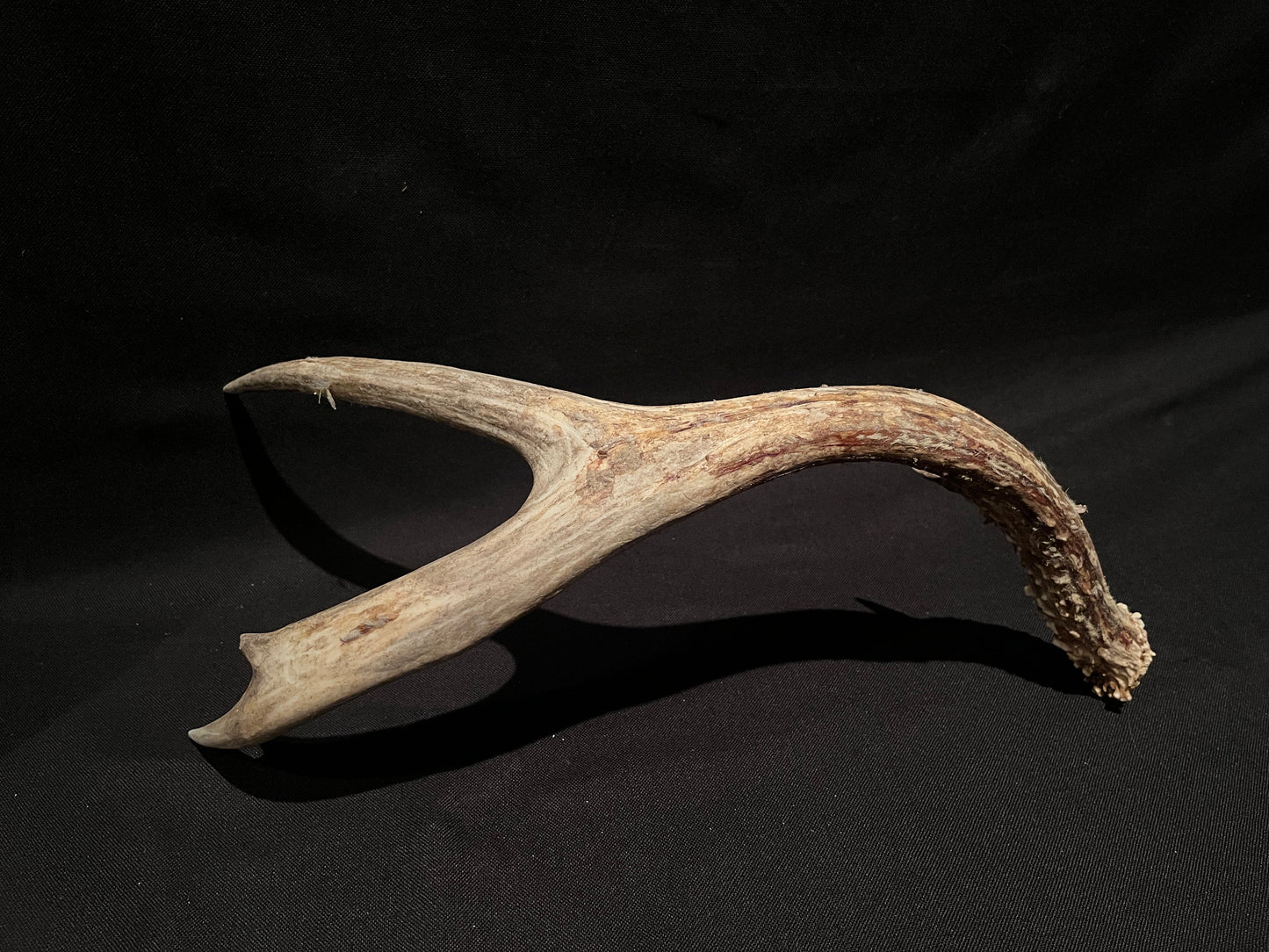 Scarred Mule deer Antler With Velvet. Decoration. Crafting. Canadian Deer Antler/Horn