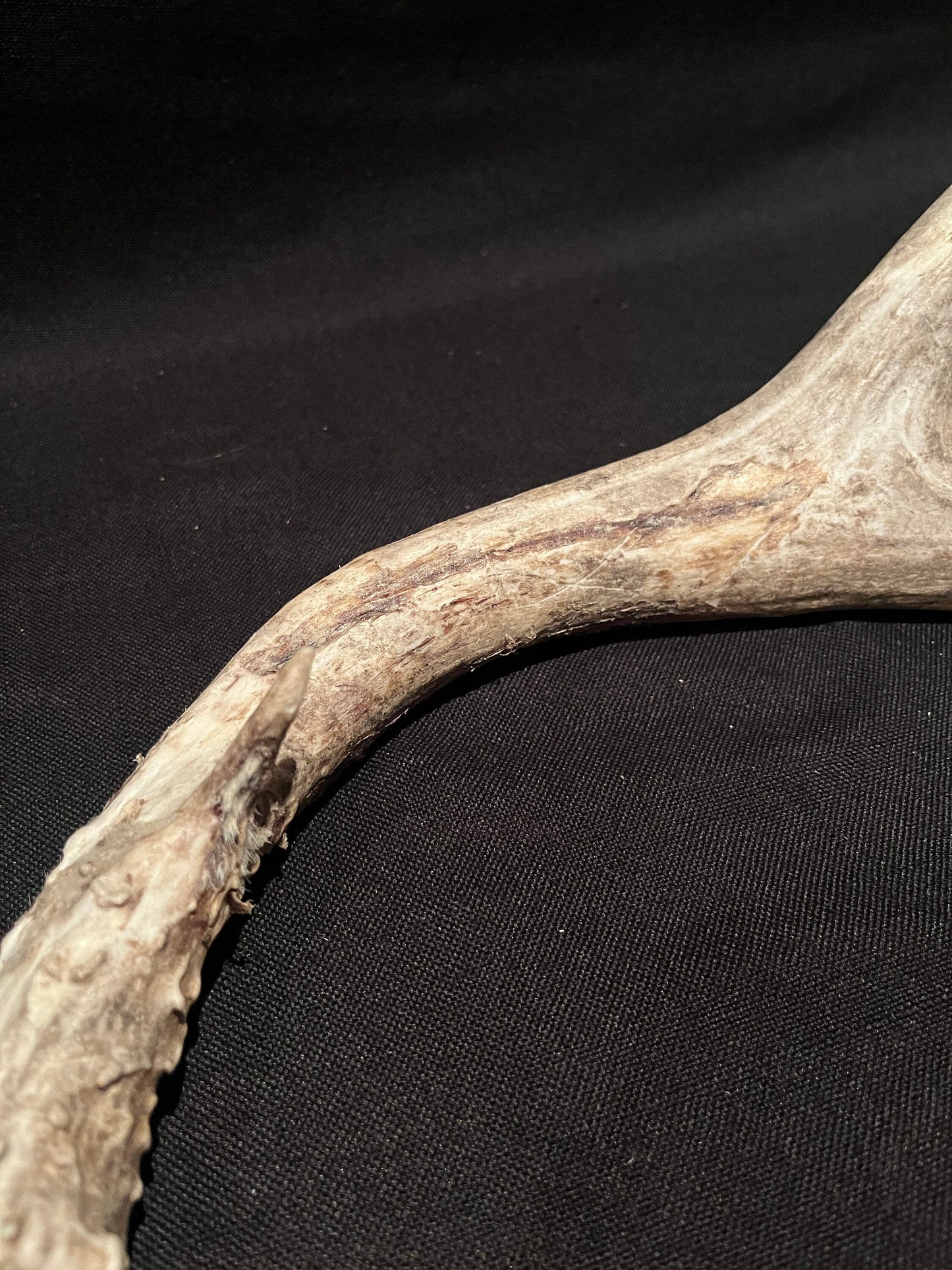 Scarred Mule deer Antler With Velvet. Decoration. Crafting. Canadian Deer Antler/Horn