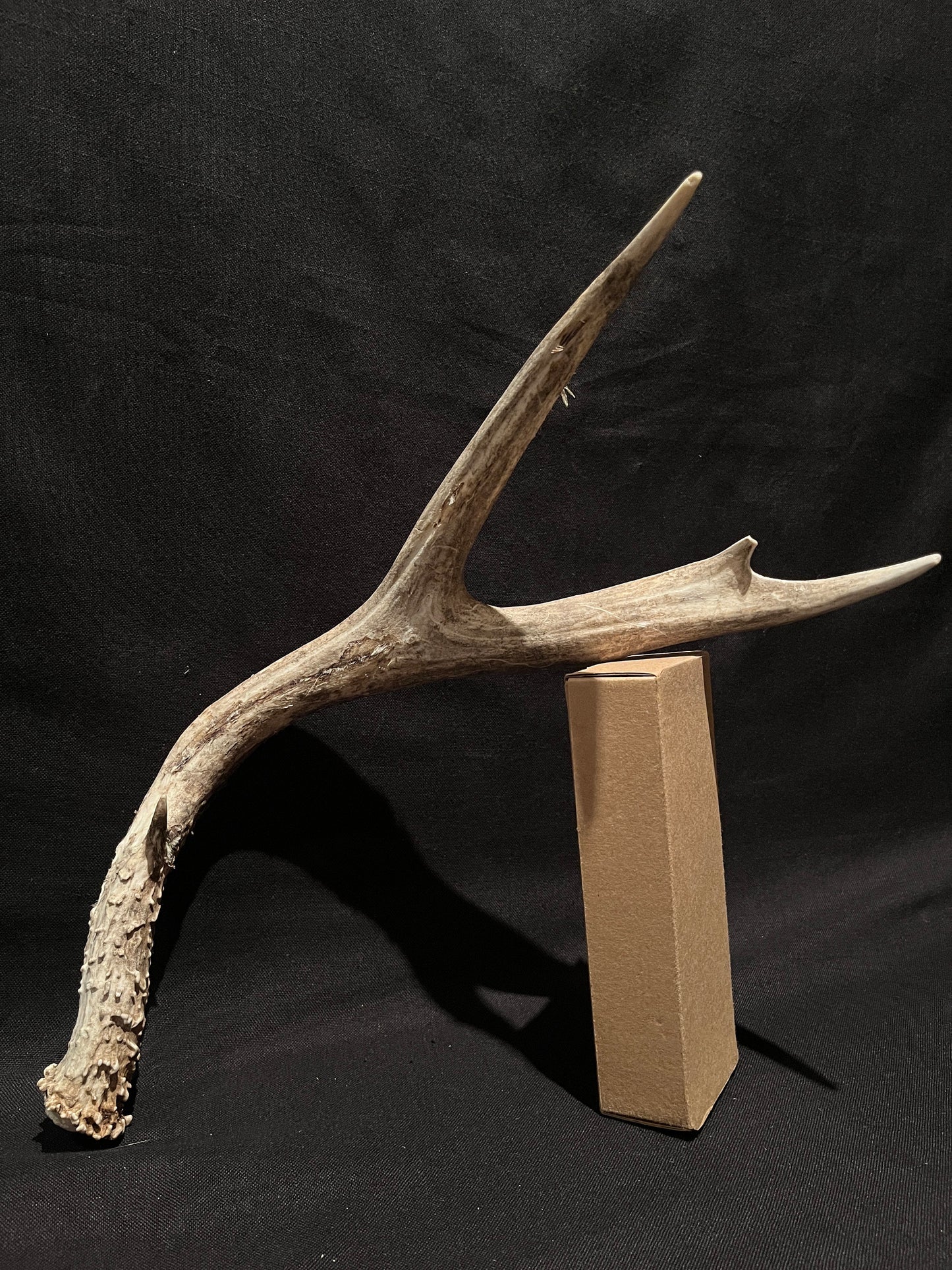 Scarred Mule deer Antler With Velvet. Decoration. Crafting. Canadian Deer Antler/Horn