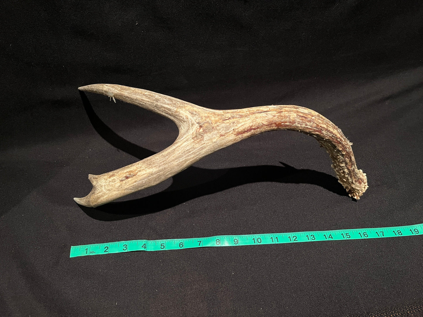 Scarred Mule deer Antler With Velvet. Decoration. Crafting. Canadian Deer Antler/Horn