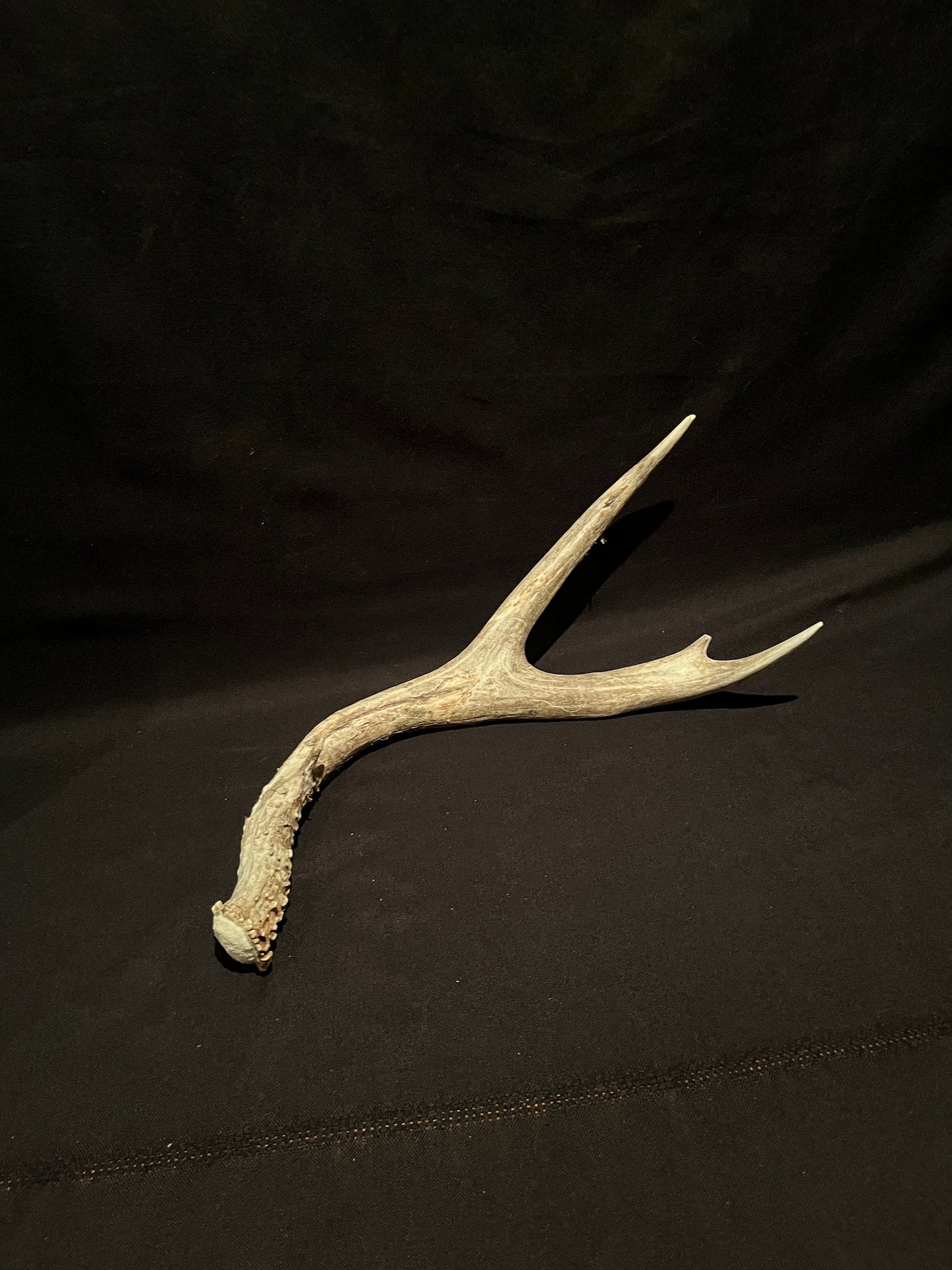 Scarred Mule deer Antler With Velvet. Decoration. Crafting. Canadian Deer Antler/Horn