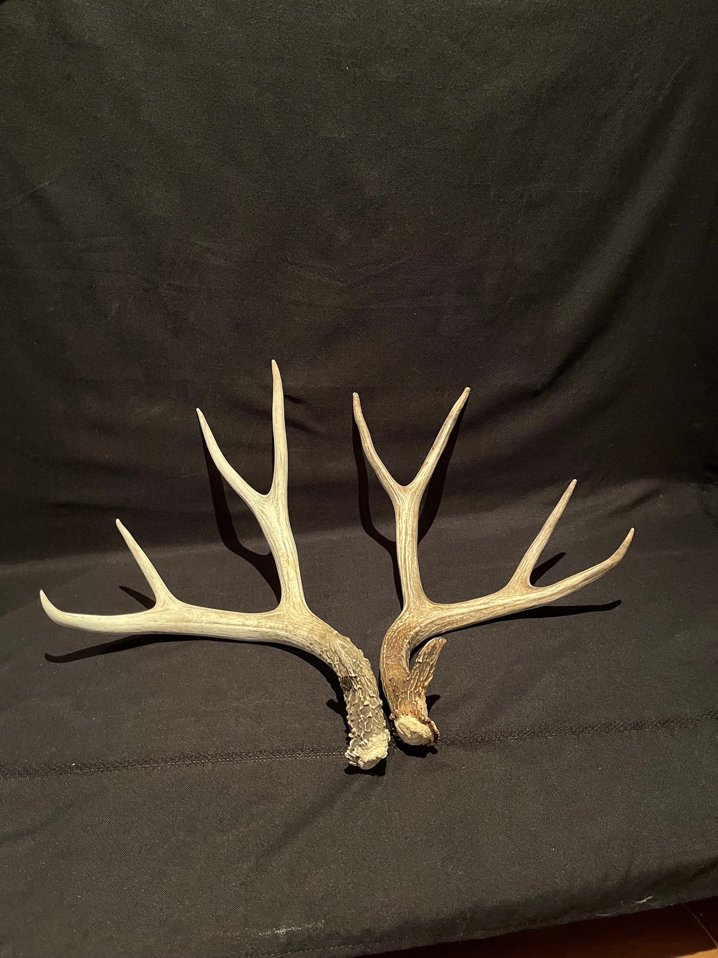 Deer Antlers! Mule deer. Classic Northern Canada Mule Deer Antlers. Horns, Crafting. Decor