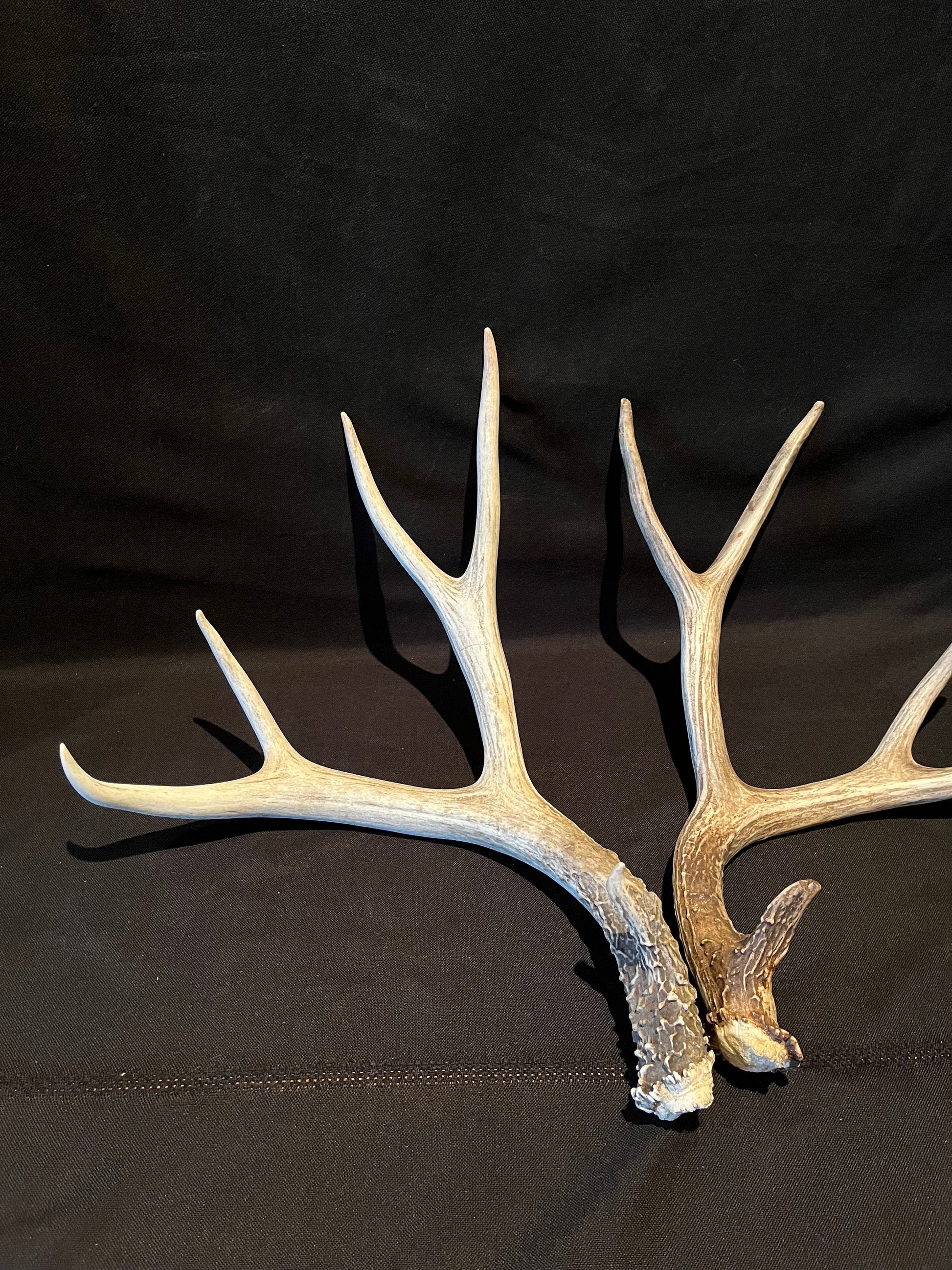 Deer Antlers! Mule deer. Classic Northern Canada Mule Deer Antlers. Horns, Crafting. Decor