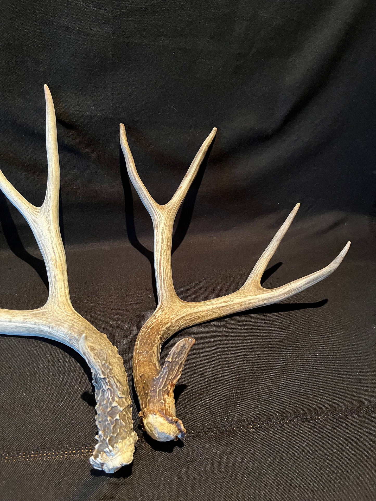 Deer Antlers! Mule deer. Classic Northern Canada Mule Deer Antlers. Horns, Crafting. Decor