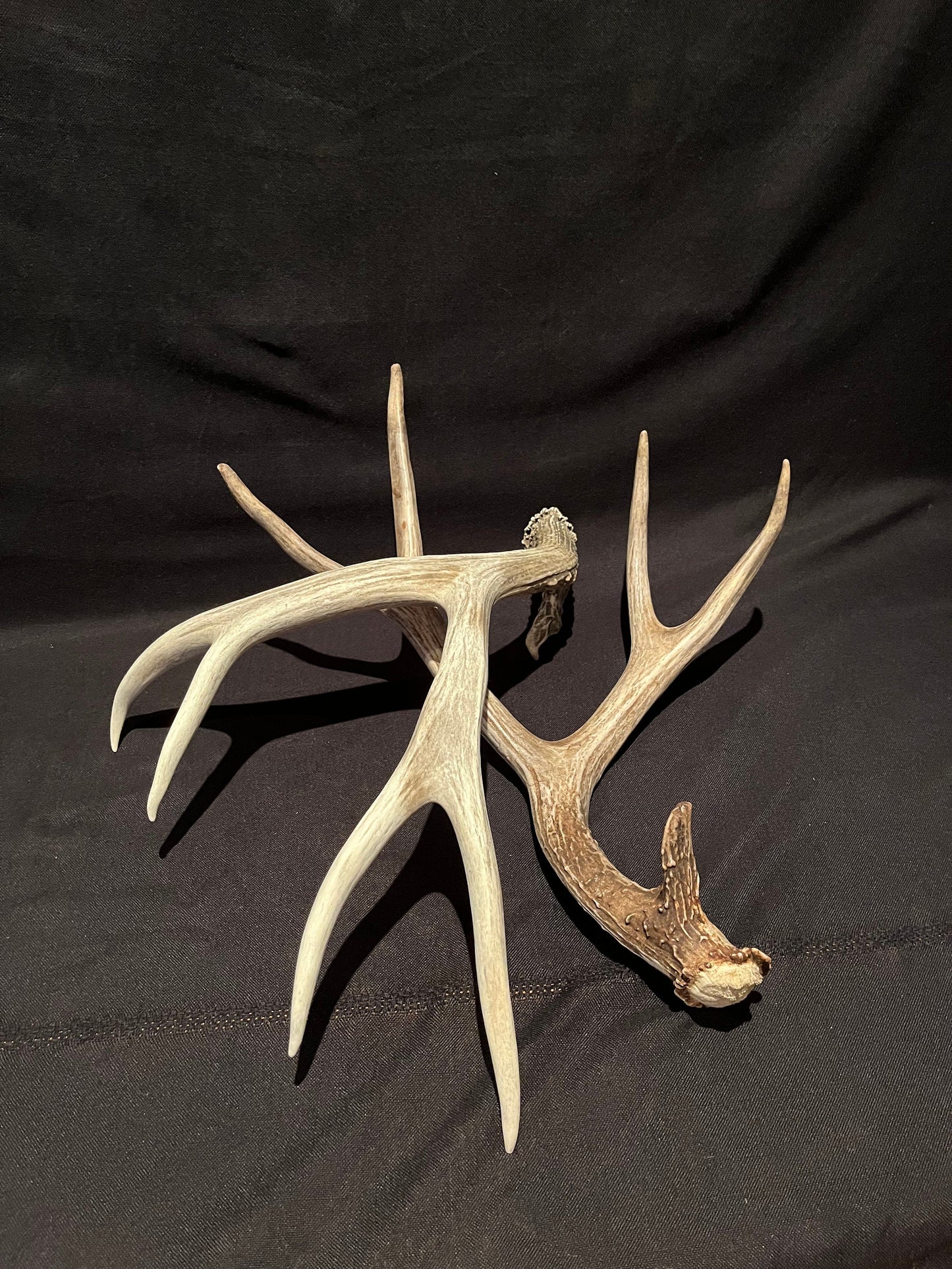 Deer Antlers! Mule deer. Classic Northern Canada Mule Deer Antlers. Horns, Crafting. Decor