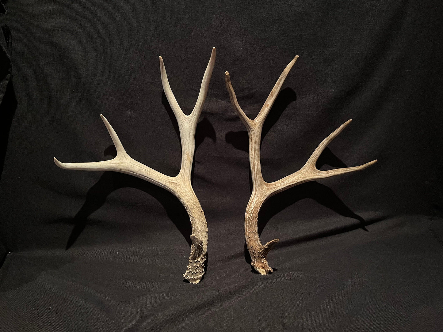 Deer Antlers! Mule deer. Classic Northern Canada Mule Deer Antlers. Horns, Crafting. Decor