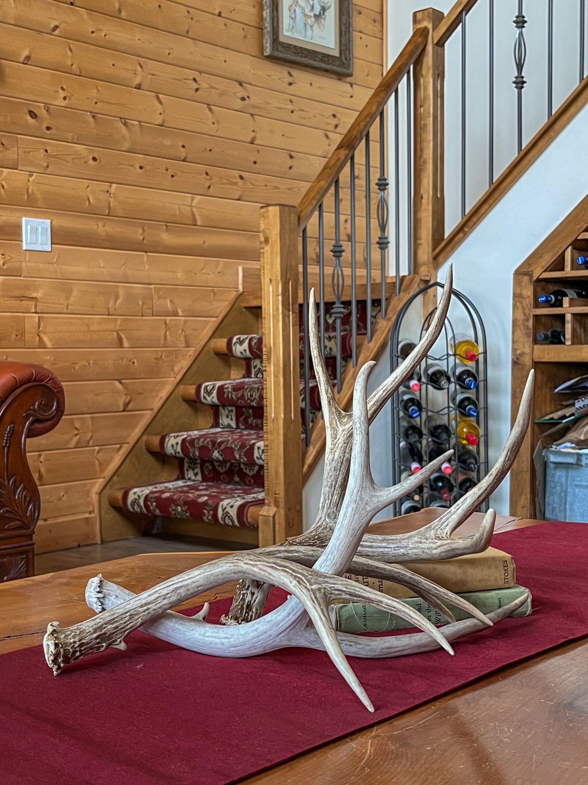 Small Brown Mule Deer Antler. Craft Antler, Deer horn, Decoration, Art Piece, and more.