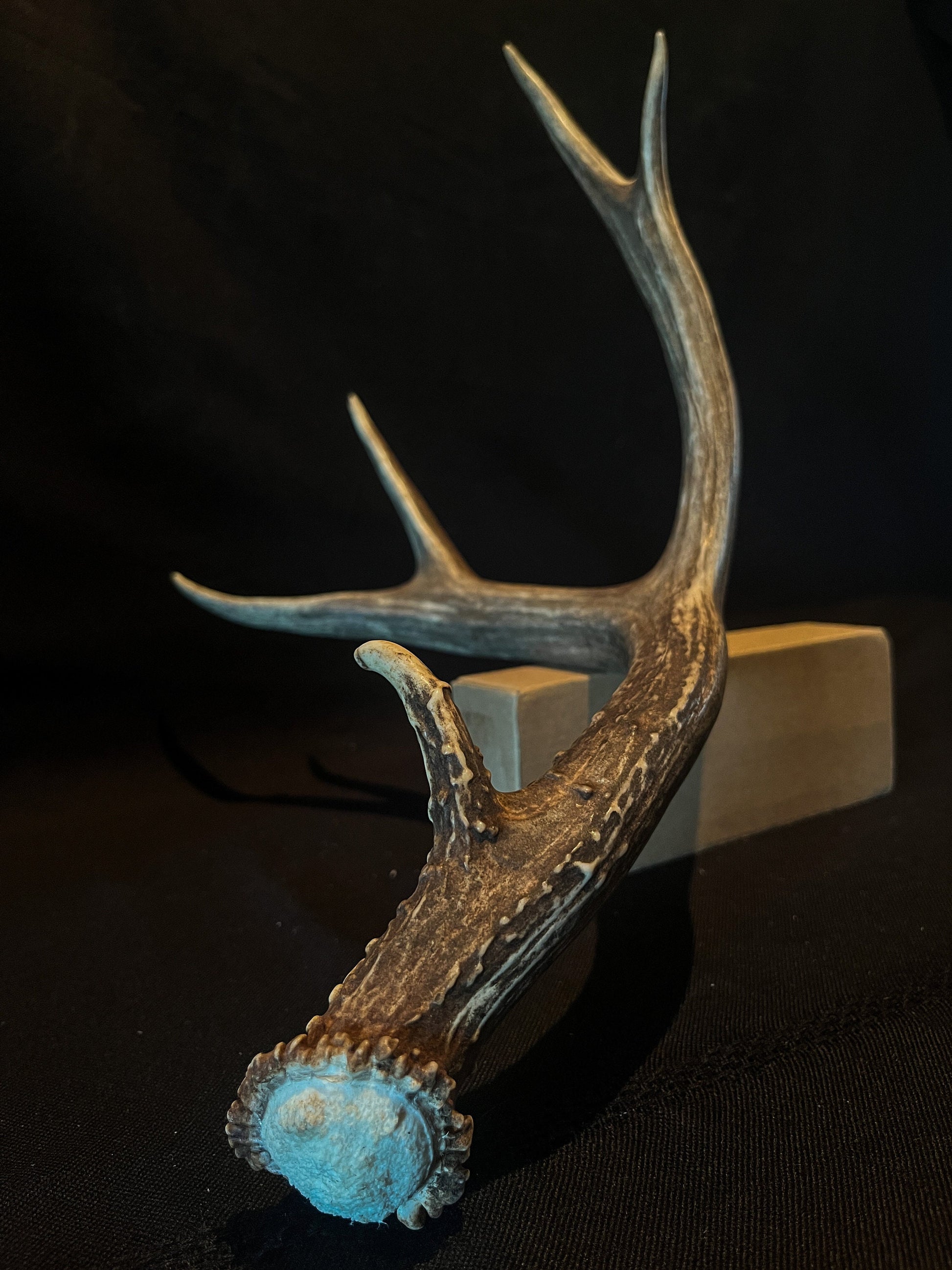 Very Brown Mule Deer Antler. Craft Antler, Deer horn, Decoration, Art Piece, and more.