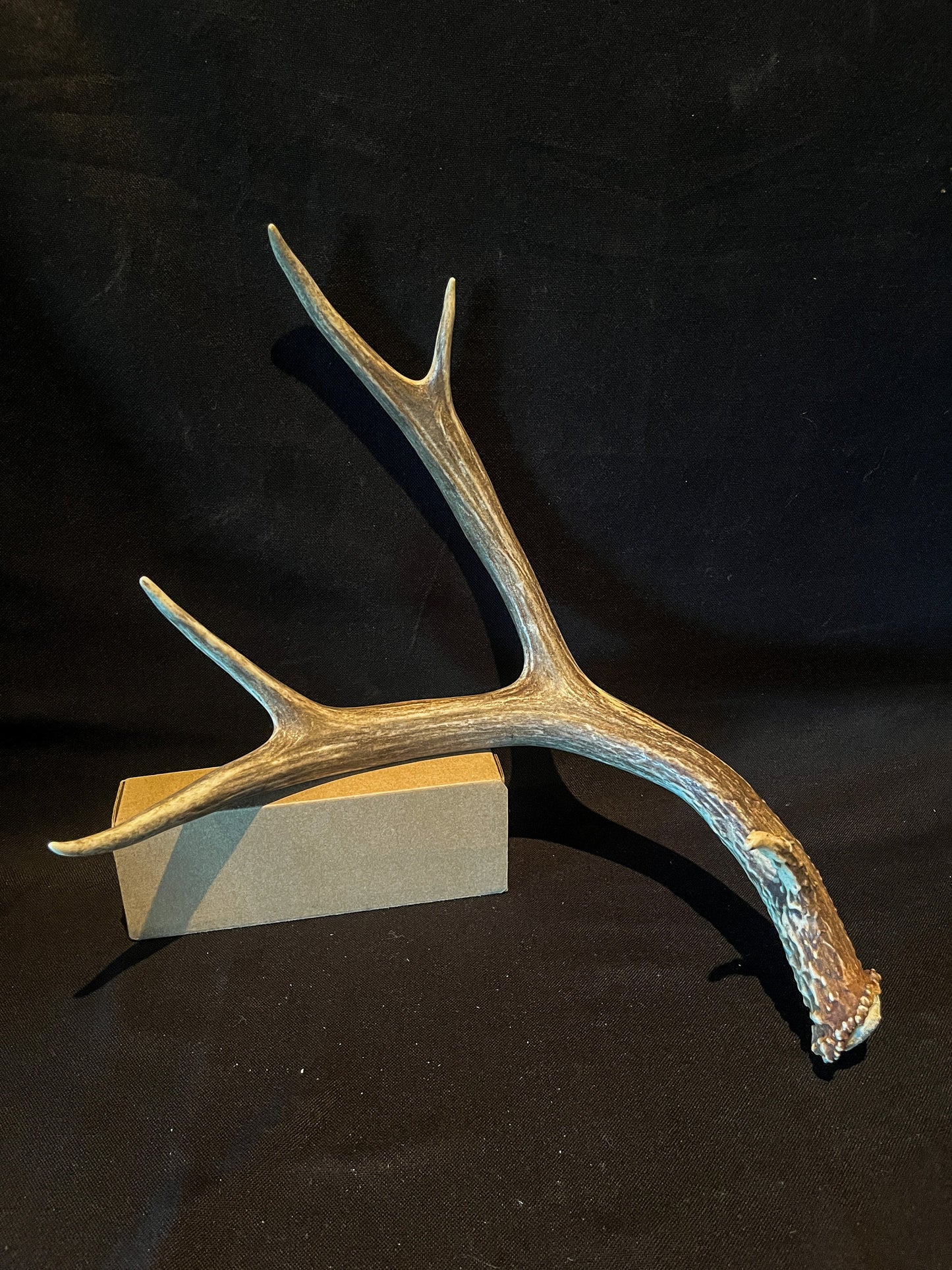 Very Brown Mule Deer Antler. Craft Antler, Deer horn, Decoration, Art Piece, and more.