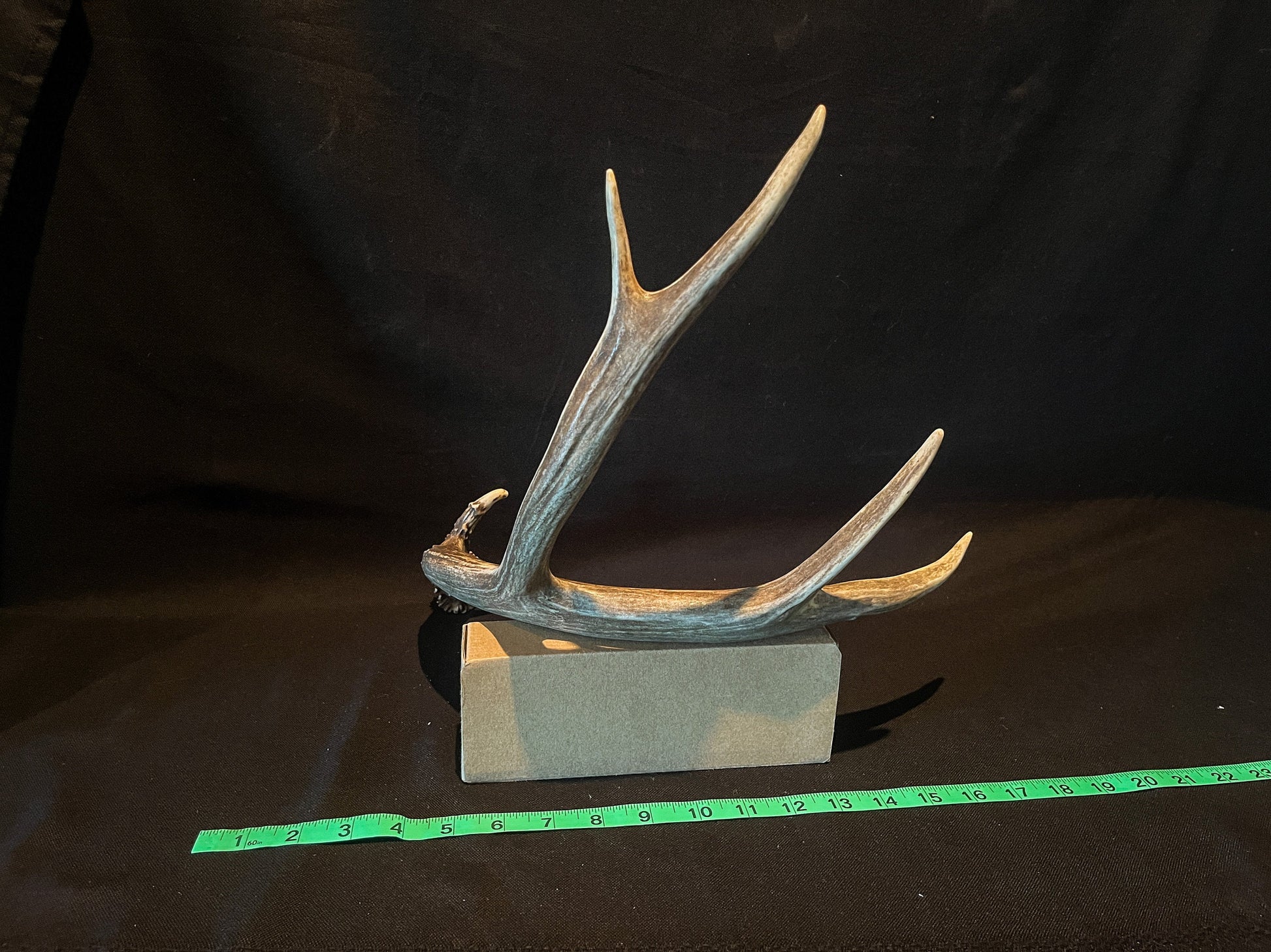 Very Brown Mule Deer Antler. Craft Antler, Deer horn, Decoration, Art Piece, and more.