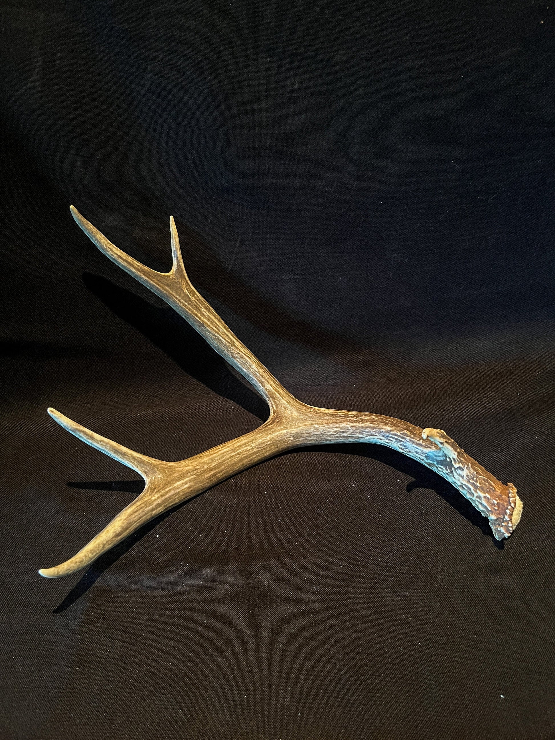 Very Brown Mule Deer Antler. Craft Antler, Deer horn, Decoration, Art Piece, and more.