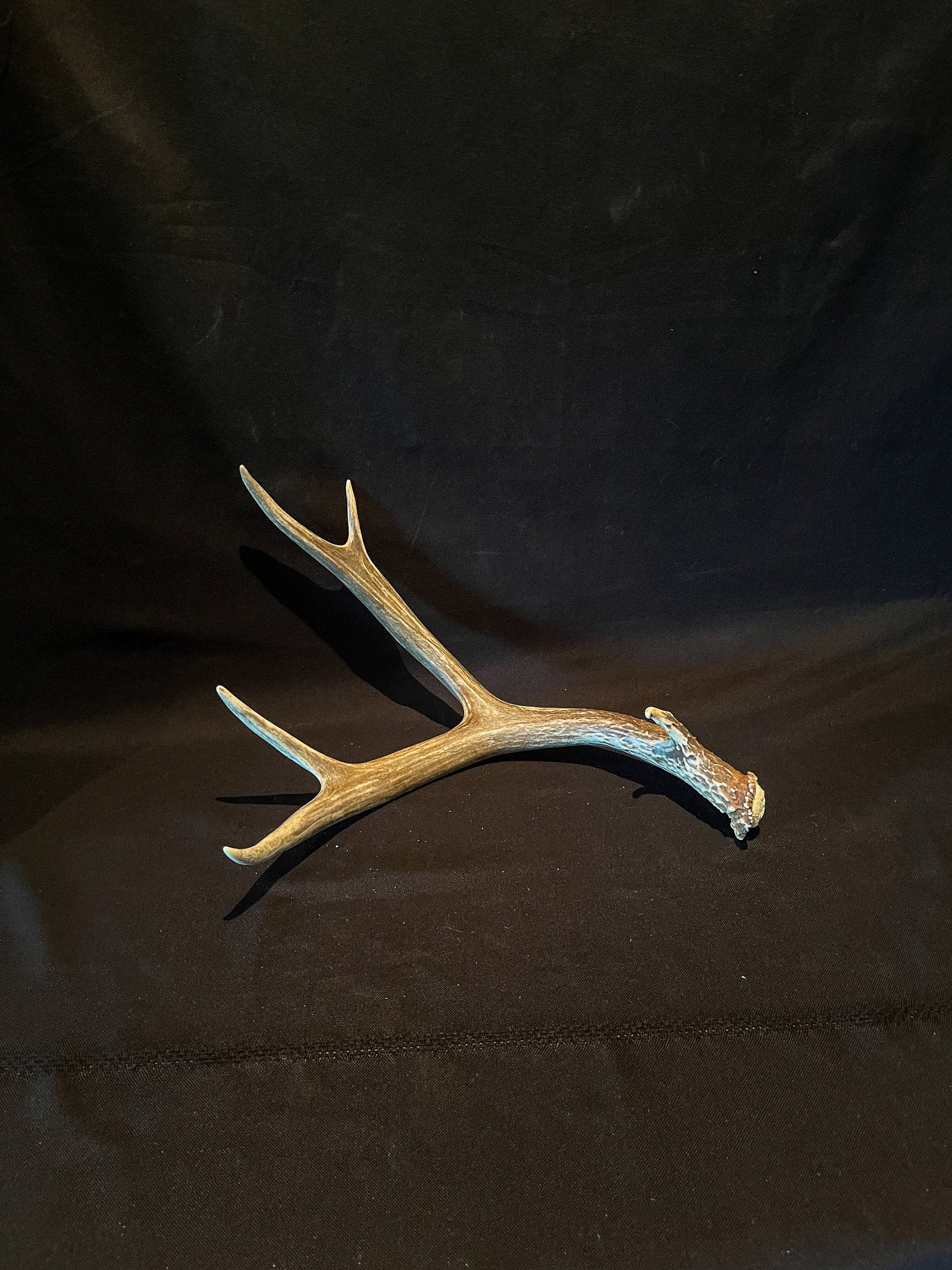 Very Brown Mule Deer Antler. Craft Antler, Deer horn, Decoration, Art Piece, and more.