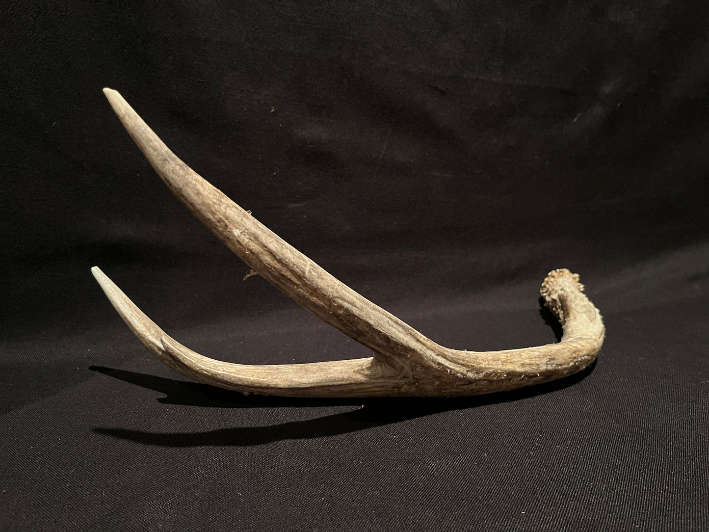 Scarred Mule deer Antler With Velvet. Decoration. Crafting. Canadian Deer Antler/Horn