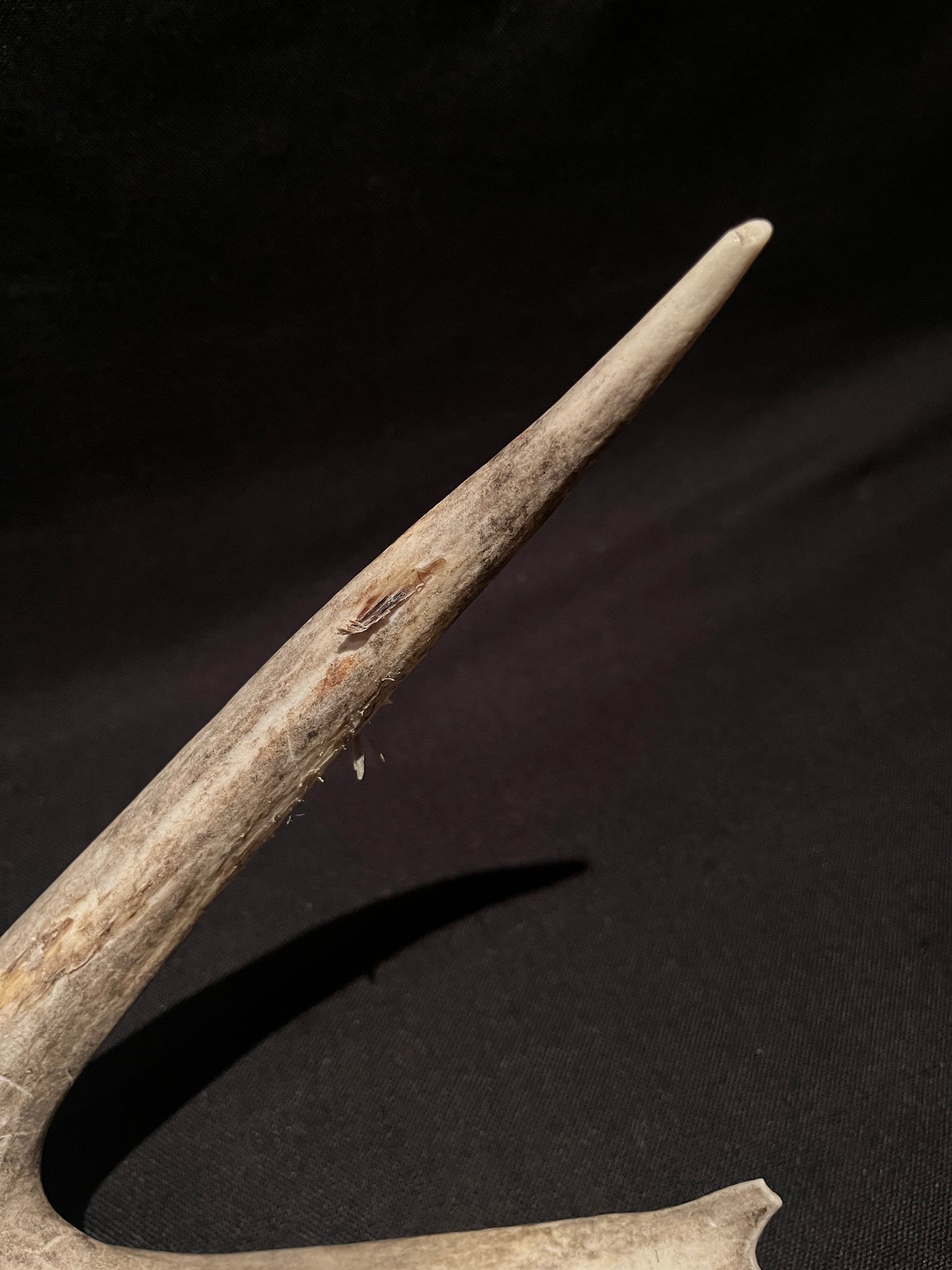 Scarred Mule deer Antler With Velvet. Decoration. Crafting. Canadian Deer Antler/Horn