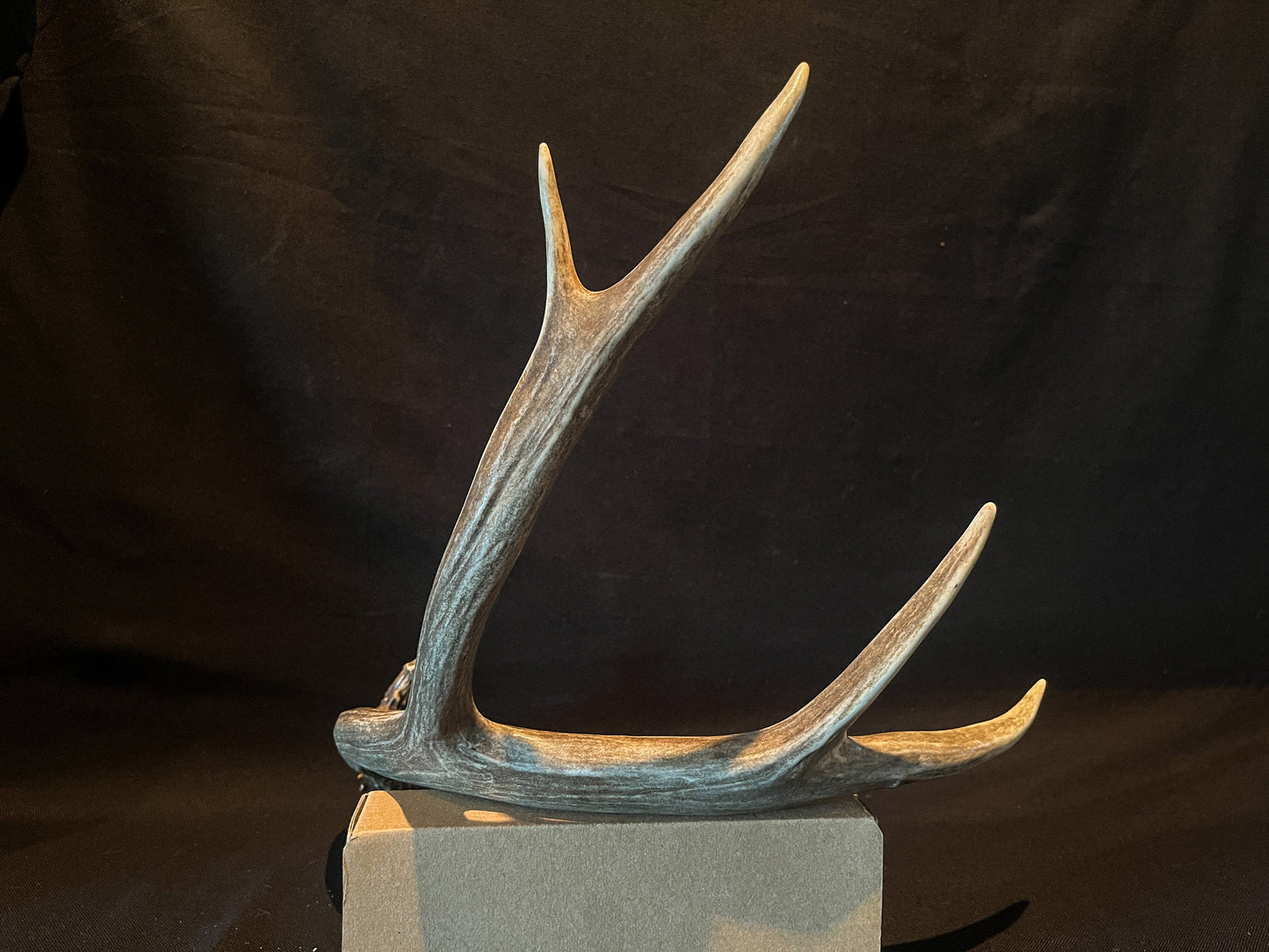 Very Brown Mule Deer Antler. Craft Antler, Deer horn, Decoration, Art Piece, and more.