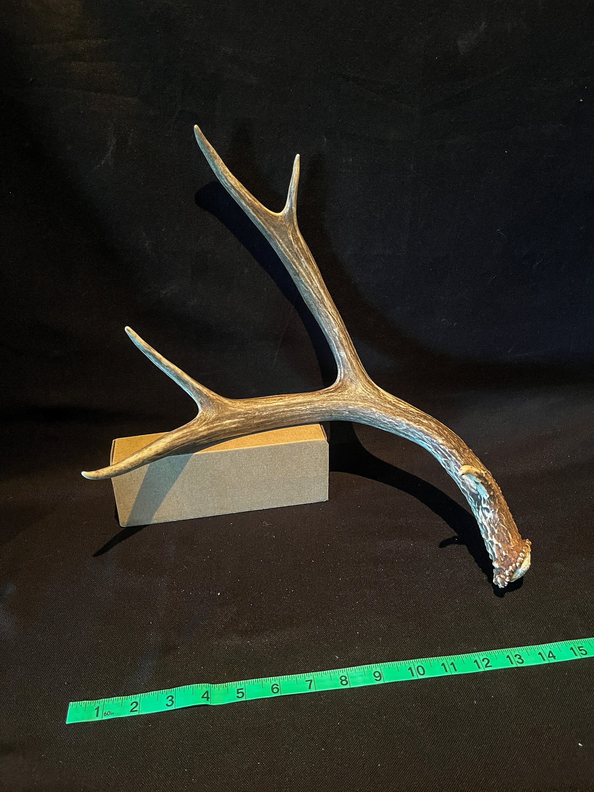 Very Brown Mule Deer Antler. Craft Antler, Deer horn, Decoration, Art Piece, and more.