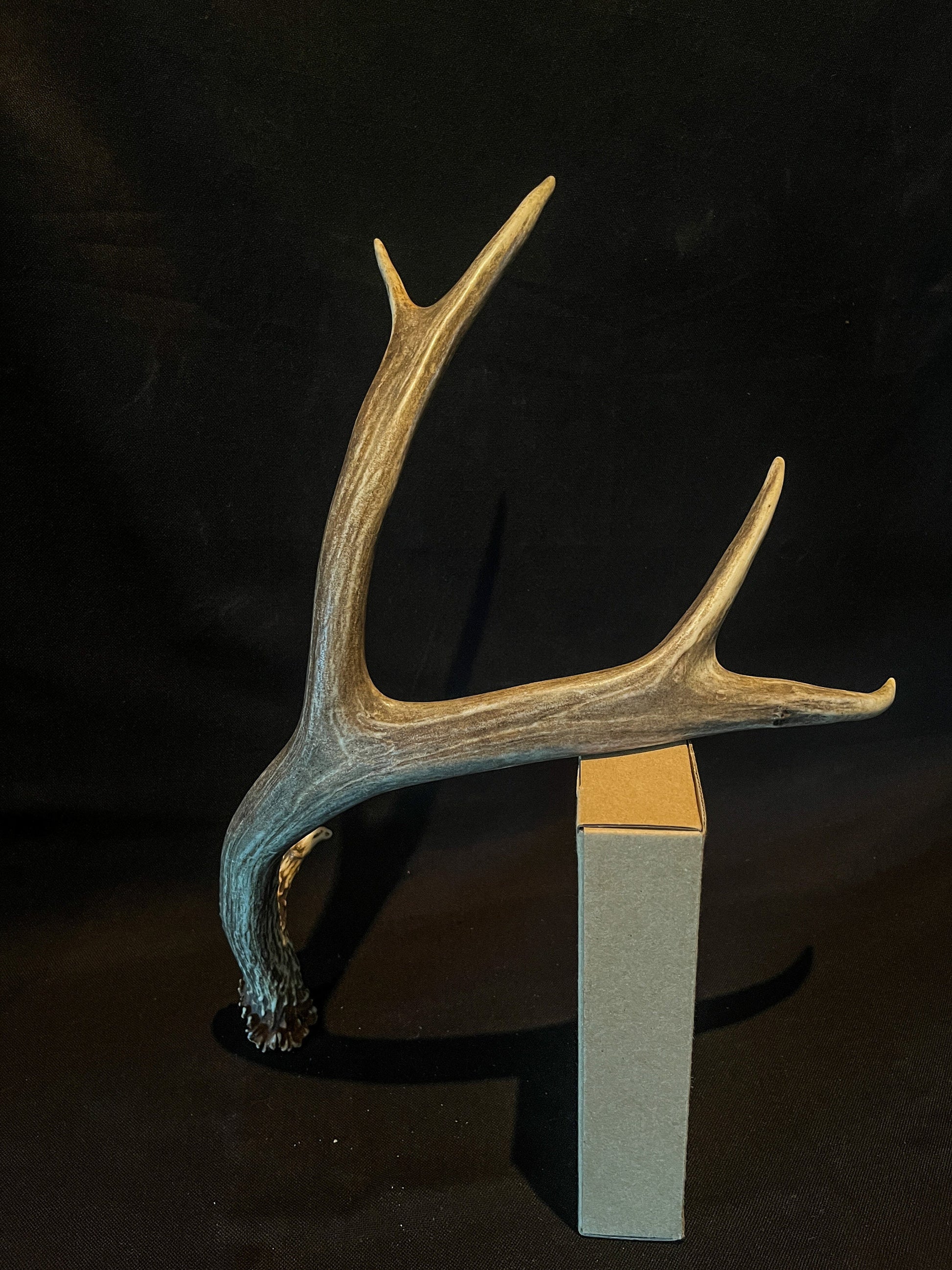 Very Brown Mule Deer Antler. Craft Antler, Deer horn, Decoration, Art Piece, and more.