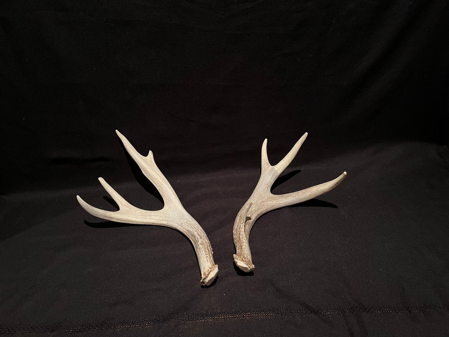 Mule deer antlers. Medium sized. Naturally shed. Decor. Crafting