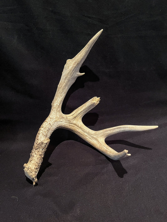 Deer Antler - Giant White-tailed deer Antler. Massive and Fresh. Wild deer antler for decor, design, crafting and more