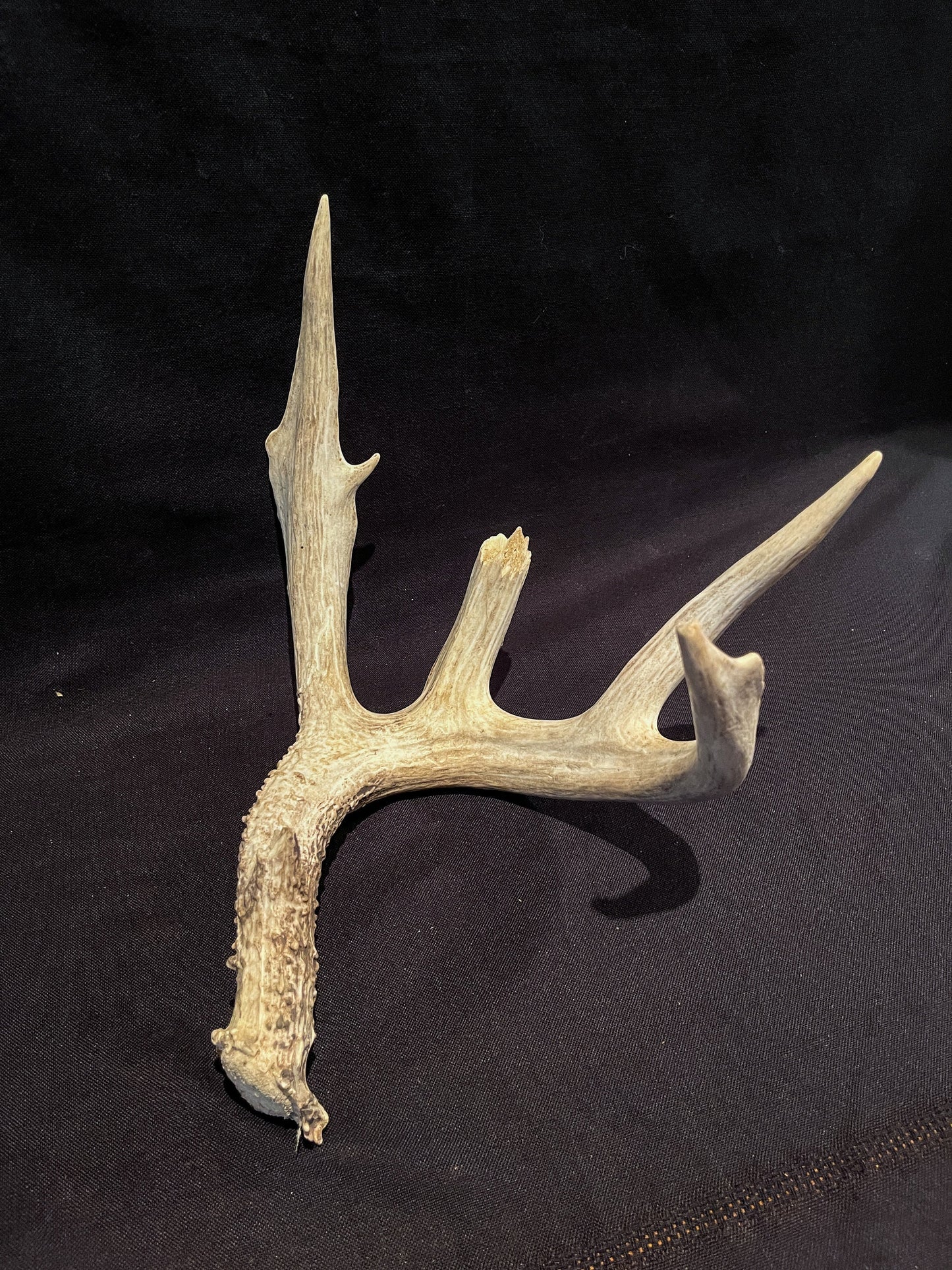 Deer Antler - Giant White-tailed deer Antler. Massive and Fresh. Wild deer antler for decor, design, crafting and more