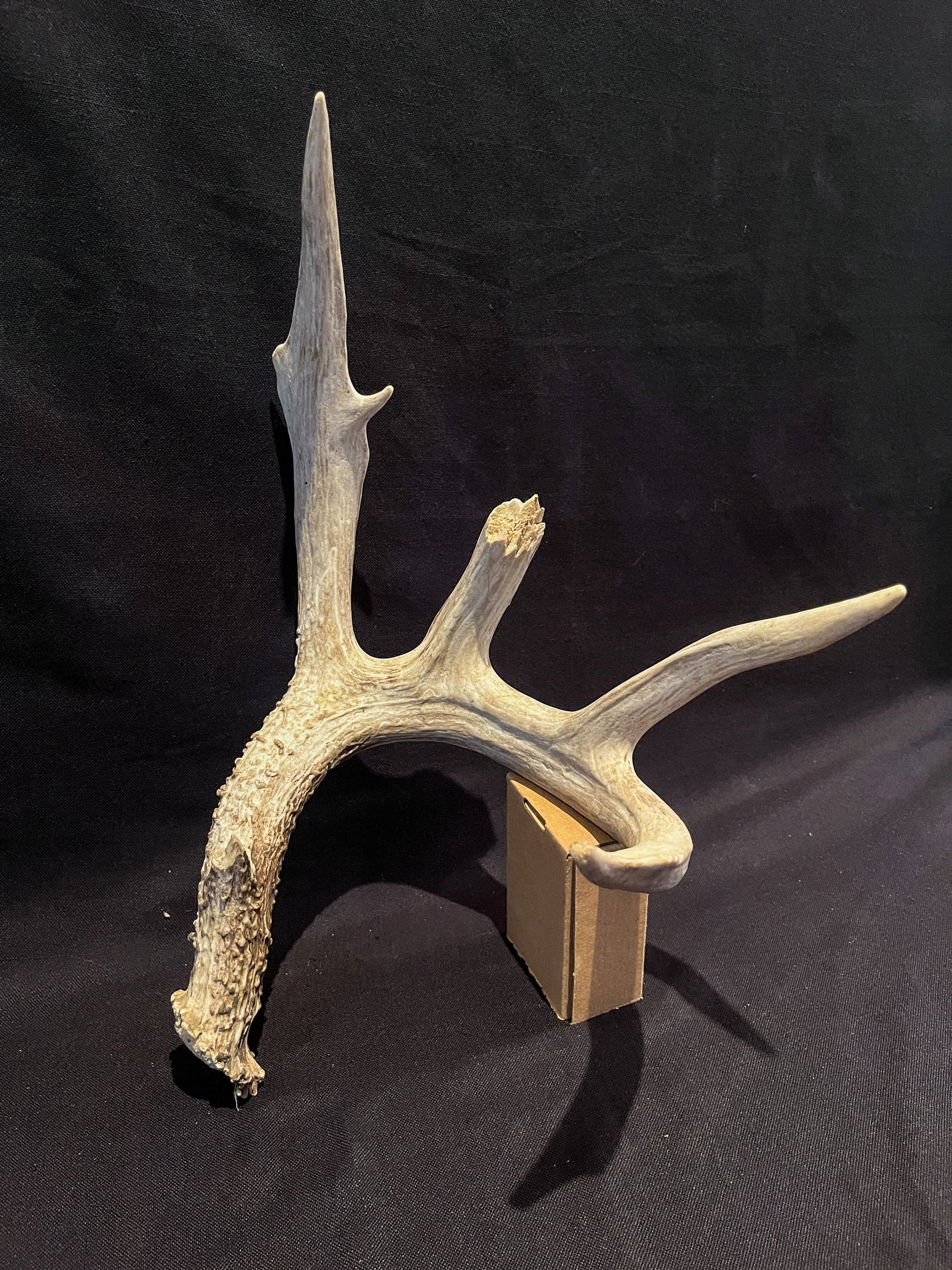 Deer Antler - Giant White-tailed deer Antler. Massive and Fresh. Wild deer antler for decor, design, crafting and more