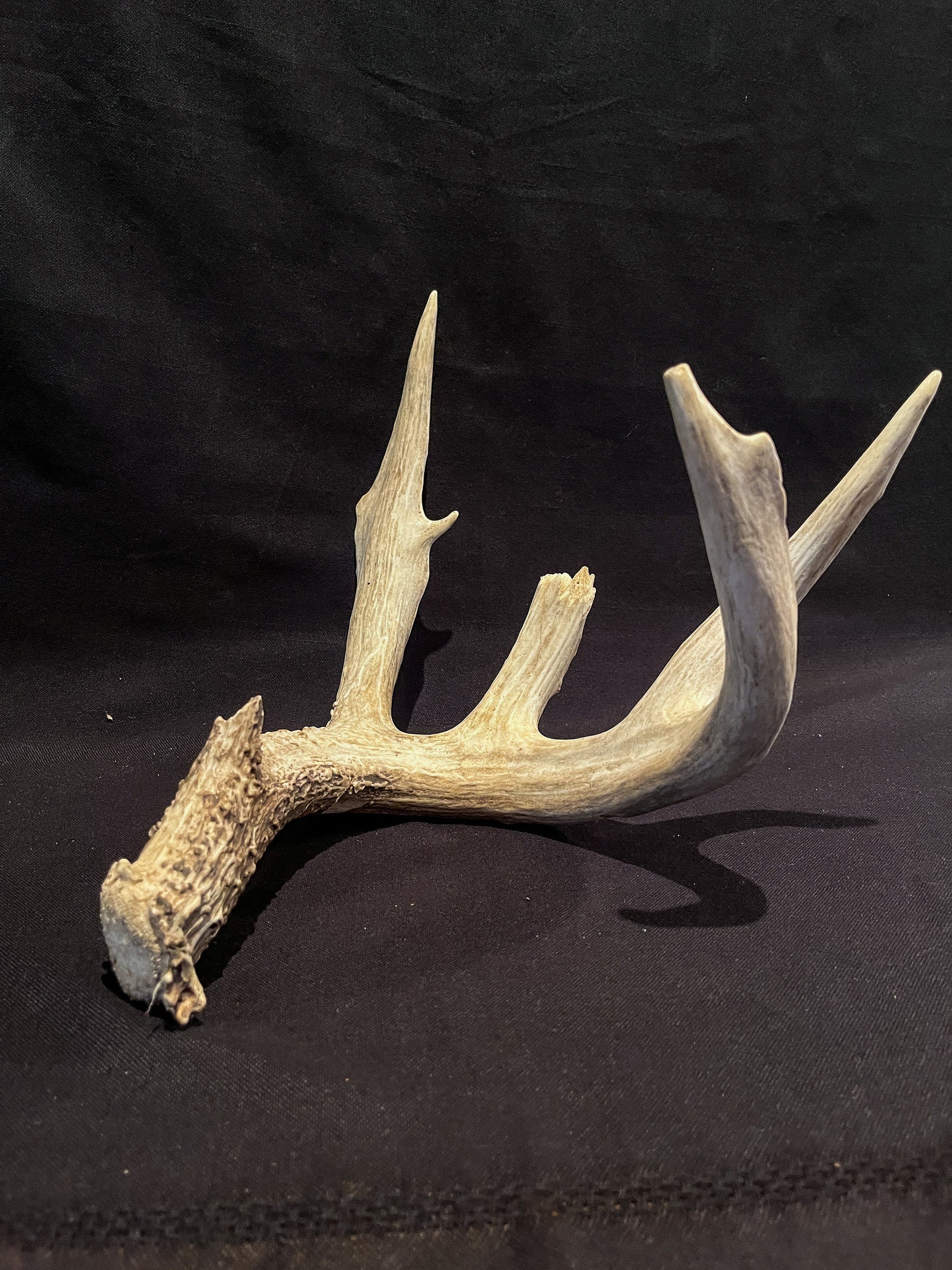 Deer Antler - Giant White-tailed deer Antler. Massive and Fresh. Wild deer antler for decor, design, crafting and more