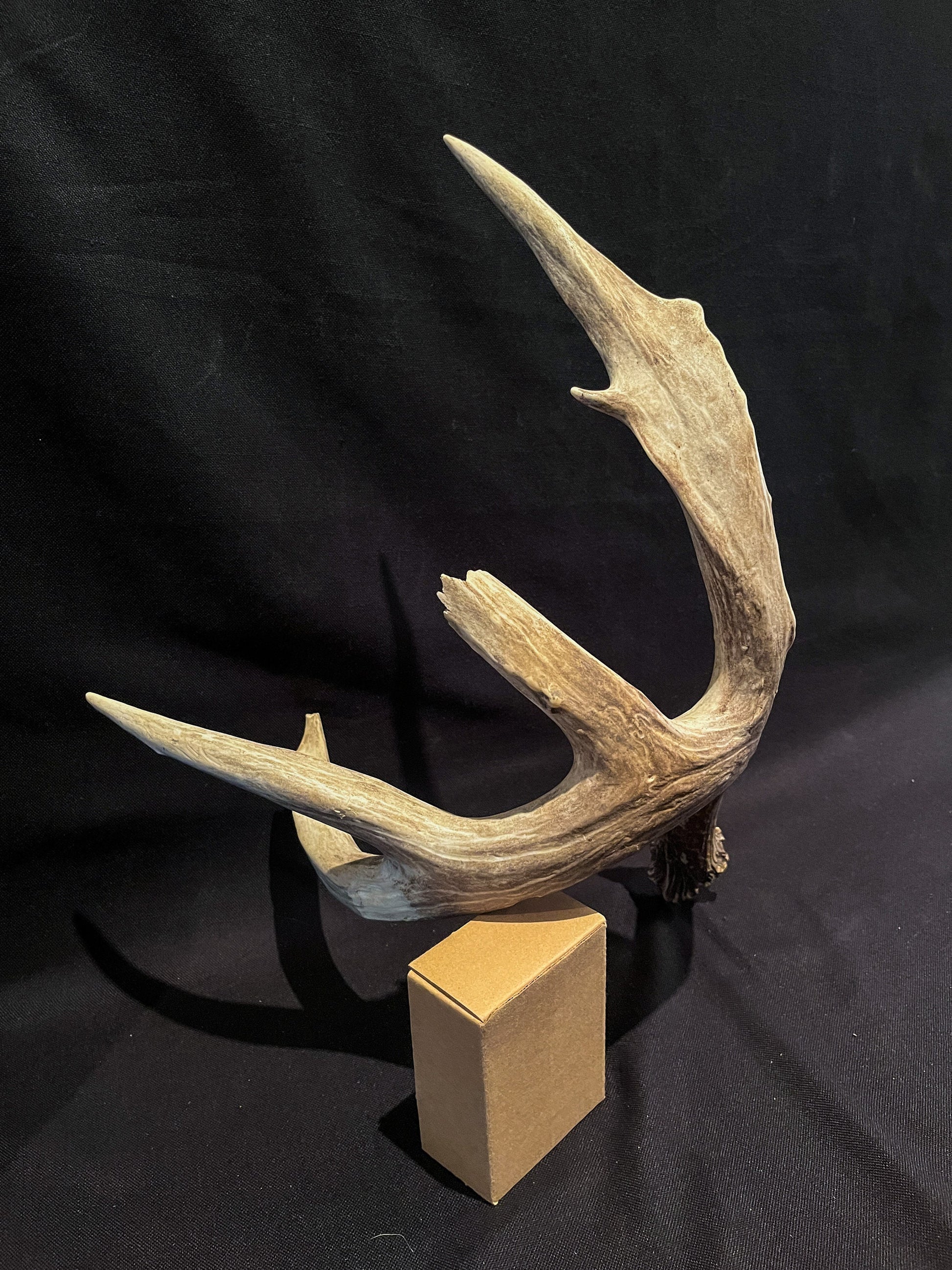 Deer Antler - Giant White-tailed deer Antler. Massive and Fresh. Wild deer antler for decor, design, crafting and more